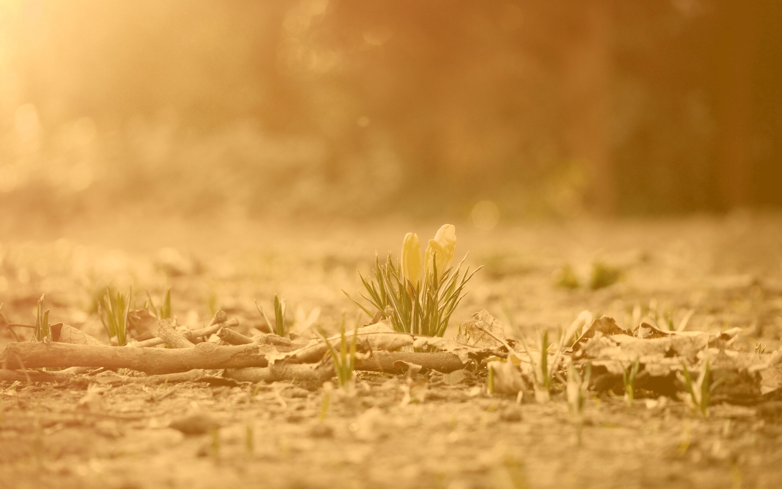 Весенняя трава и цветы обои