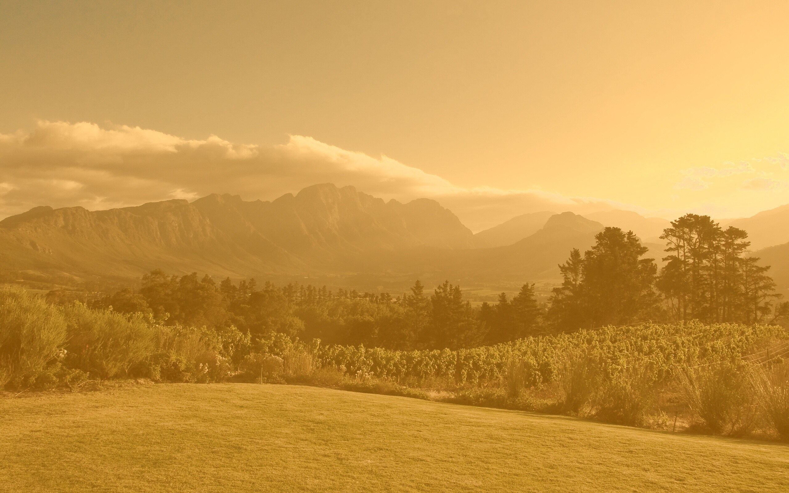 Виноградники в Африке обои