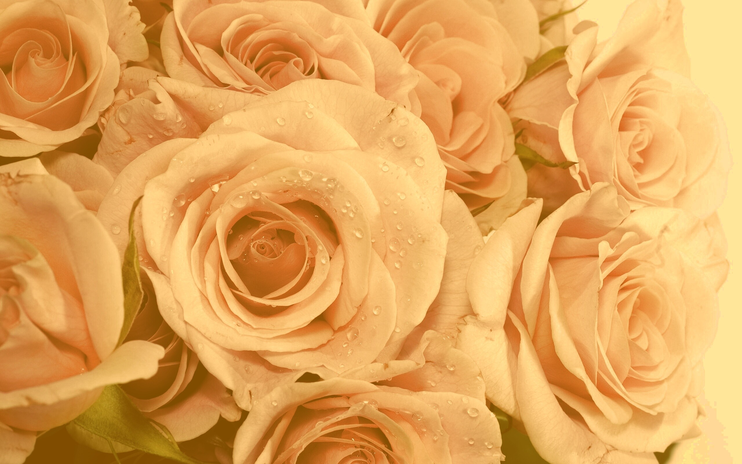 Букет розовых роз обои