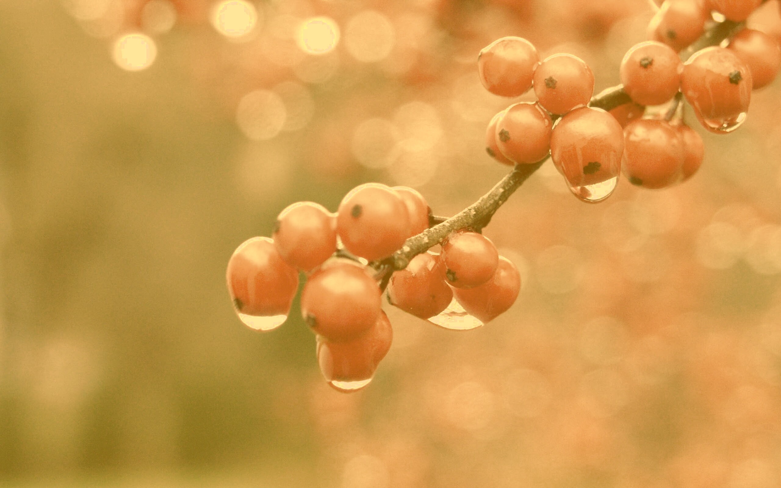 Капли росы на ягодах рябины обои