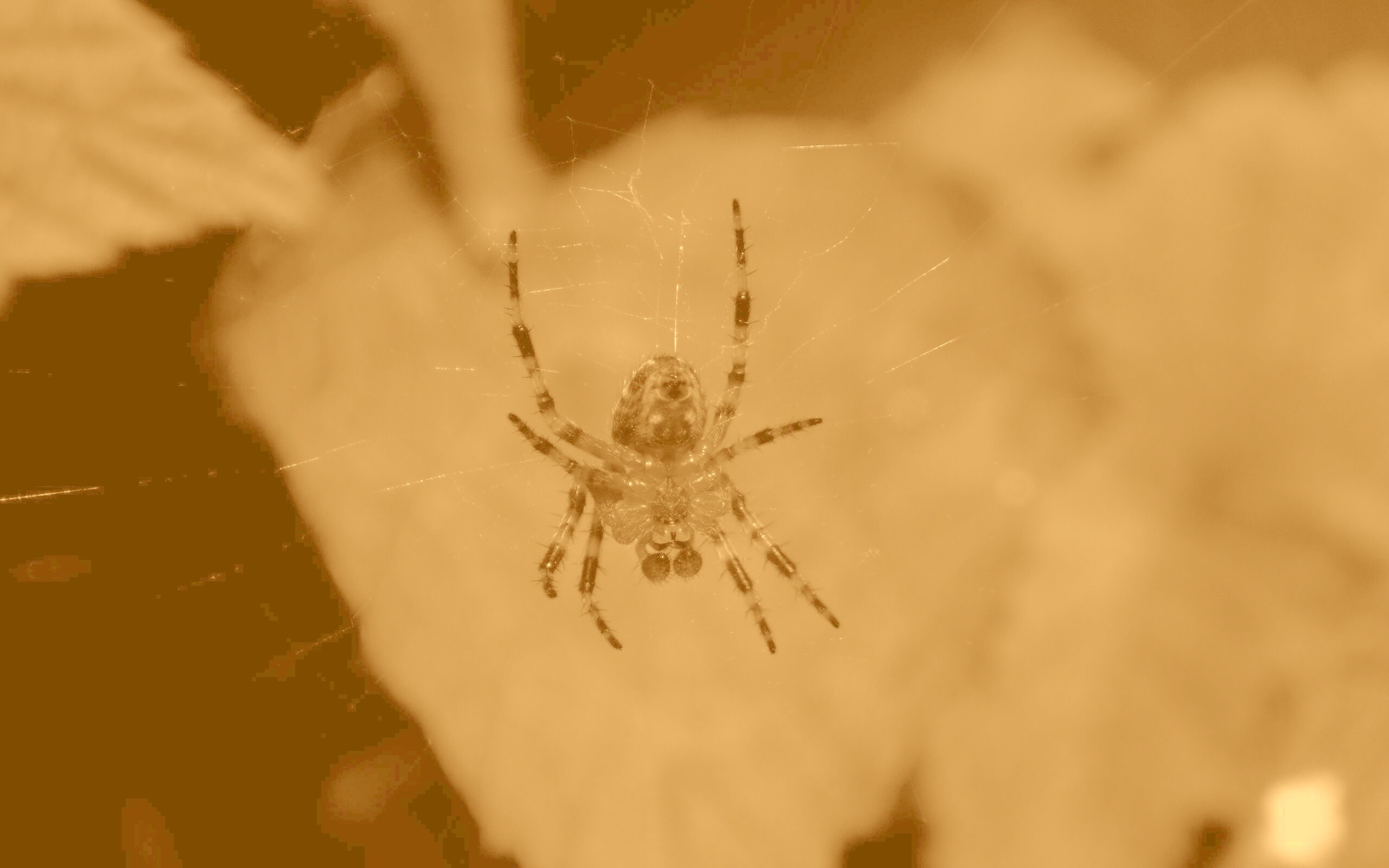 Паук на паутине обои