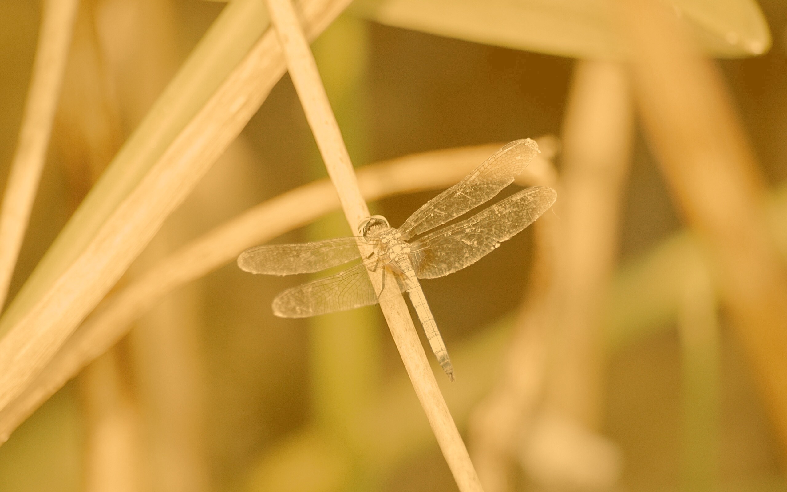 Стрекоза на тарвинке обои