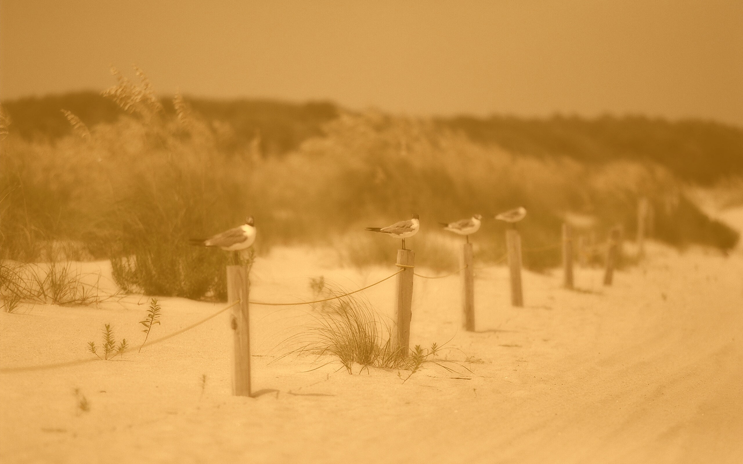 Птички на столбиках обои