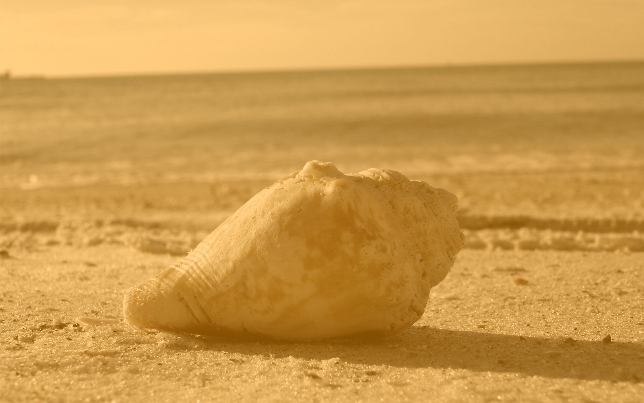 Морская раковина на пляже обои