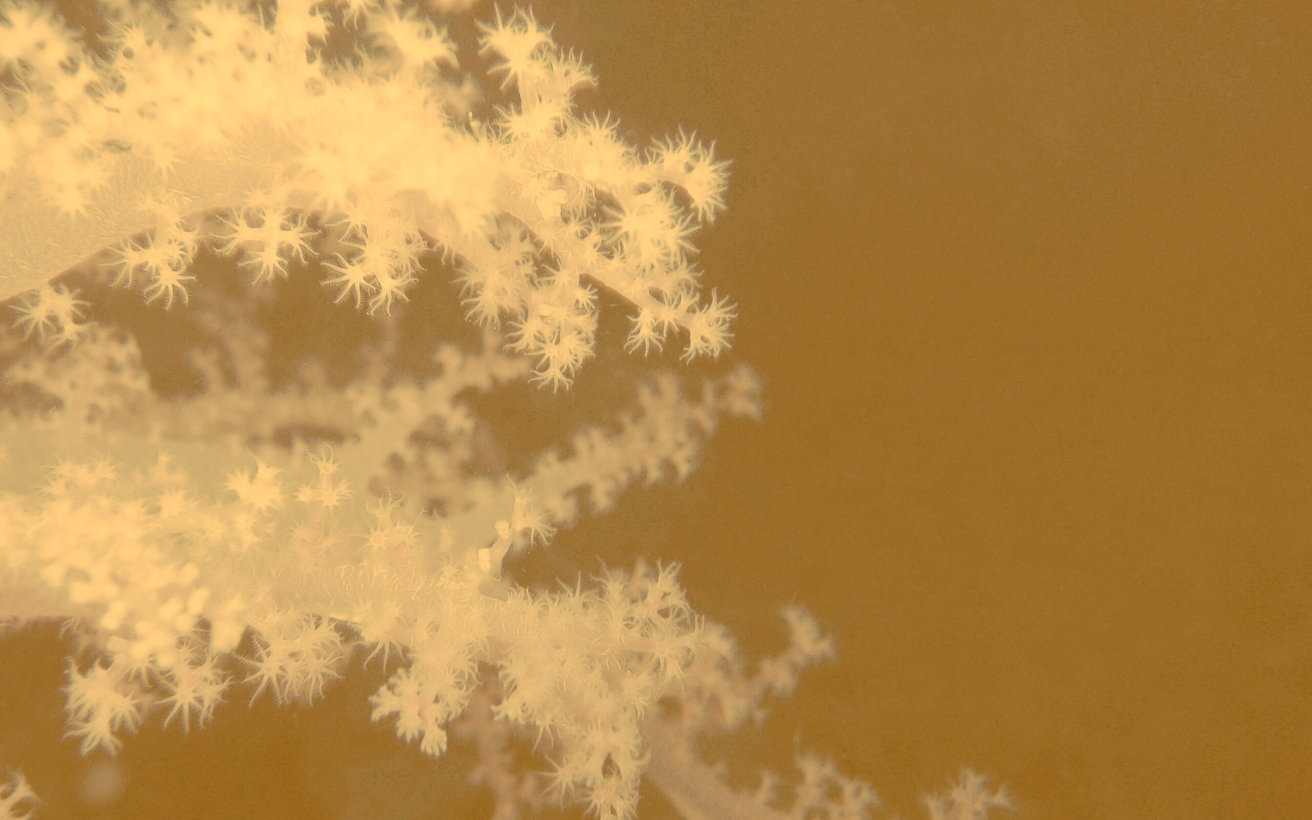 Кораллы обои