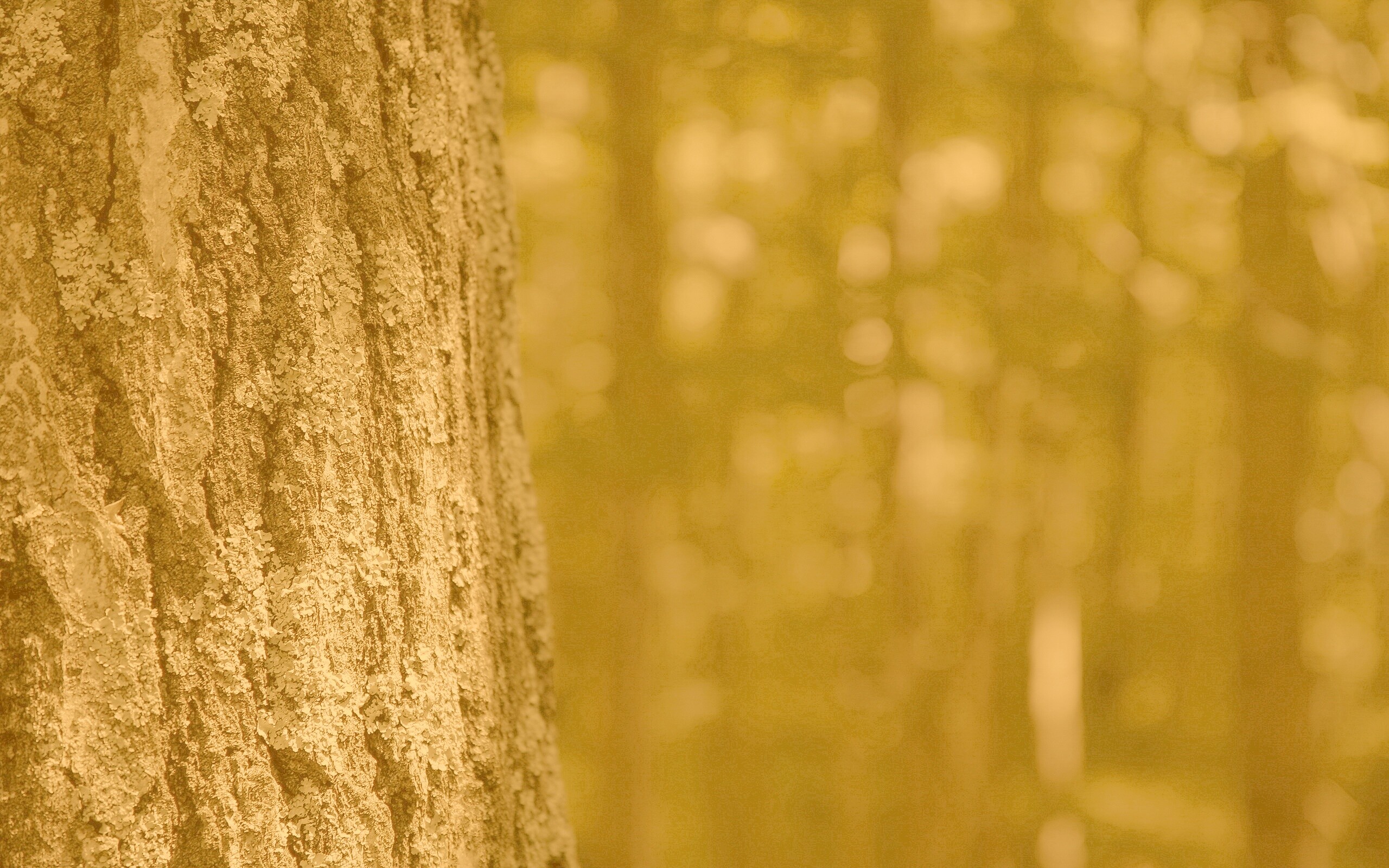 Ствол дерева обои