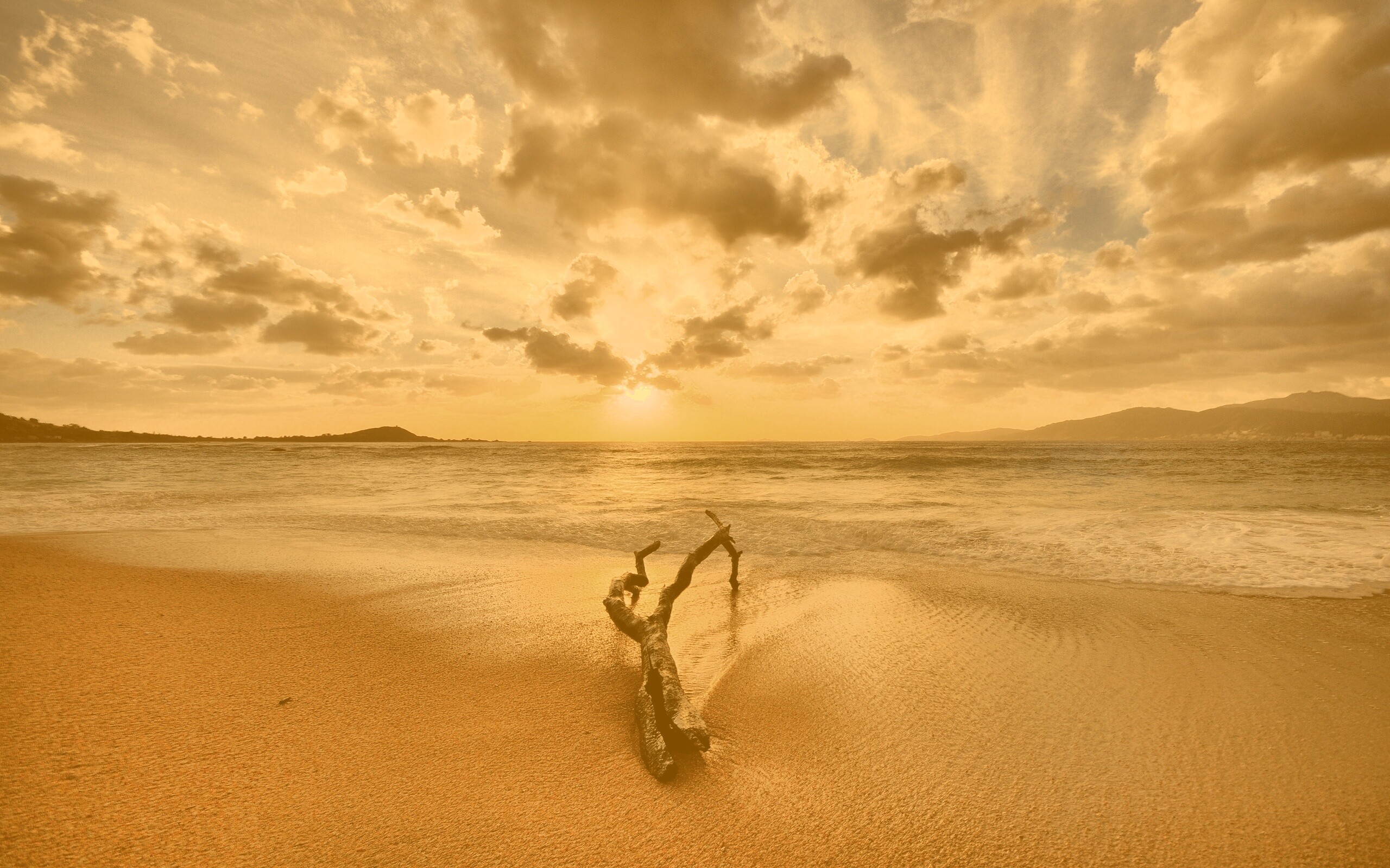 Коряга на пляже обои