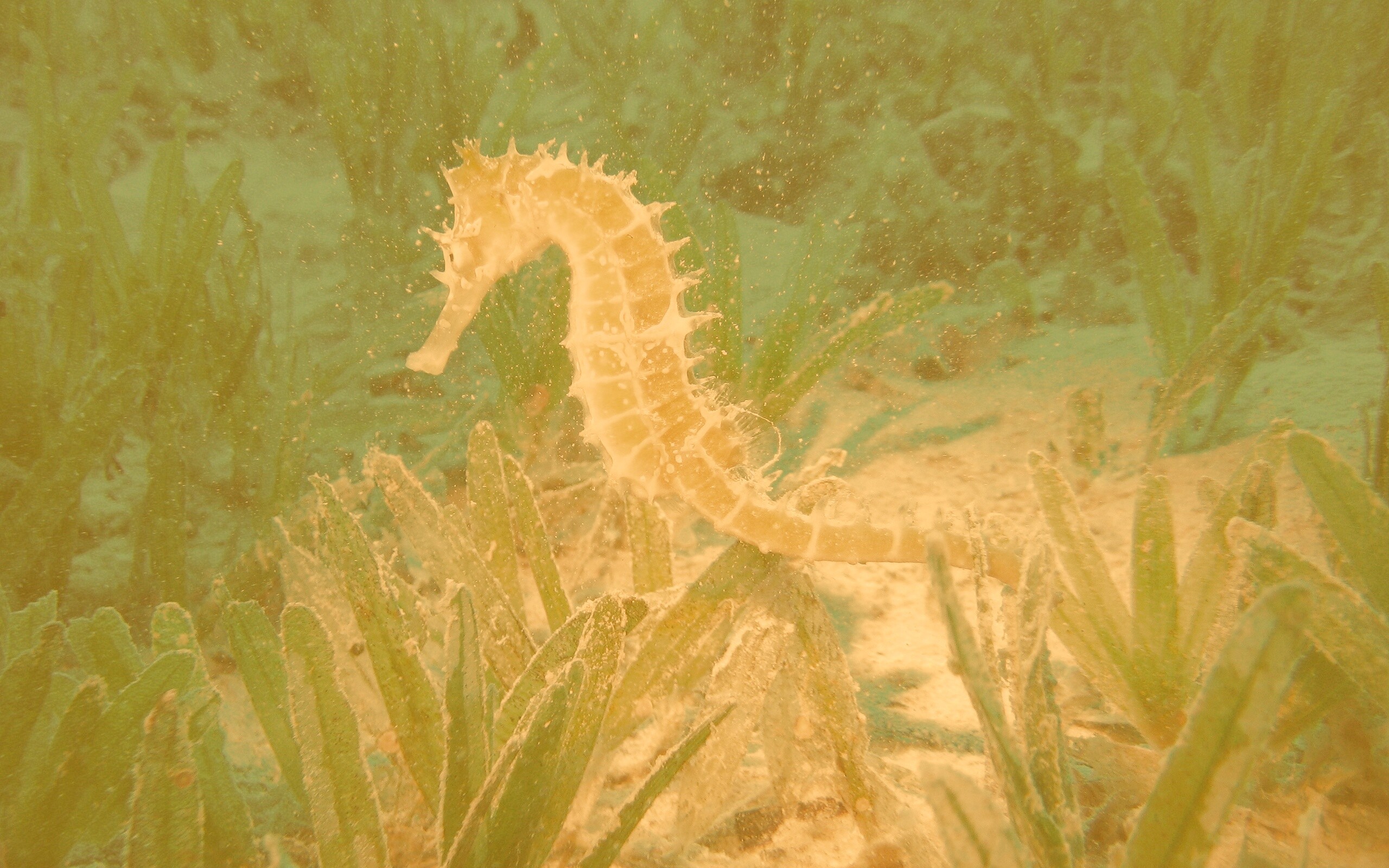 Морской конек обои