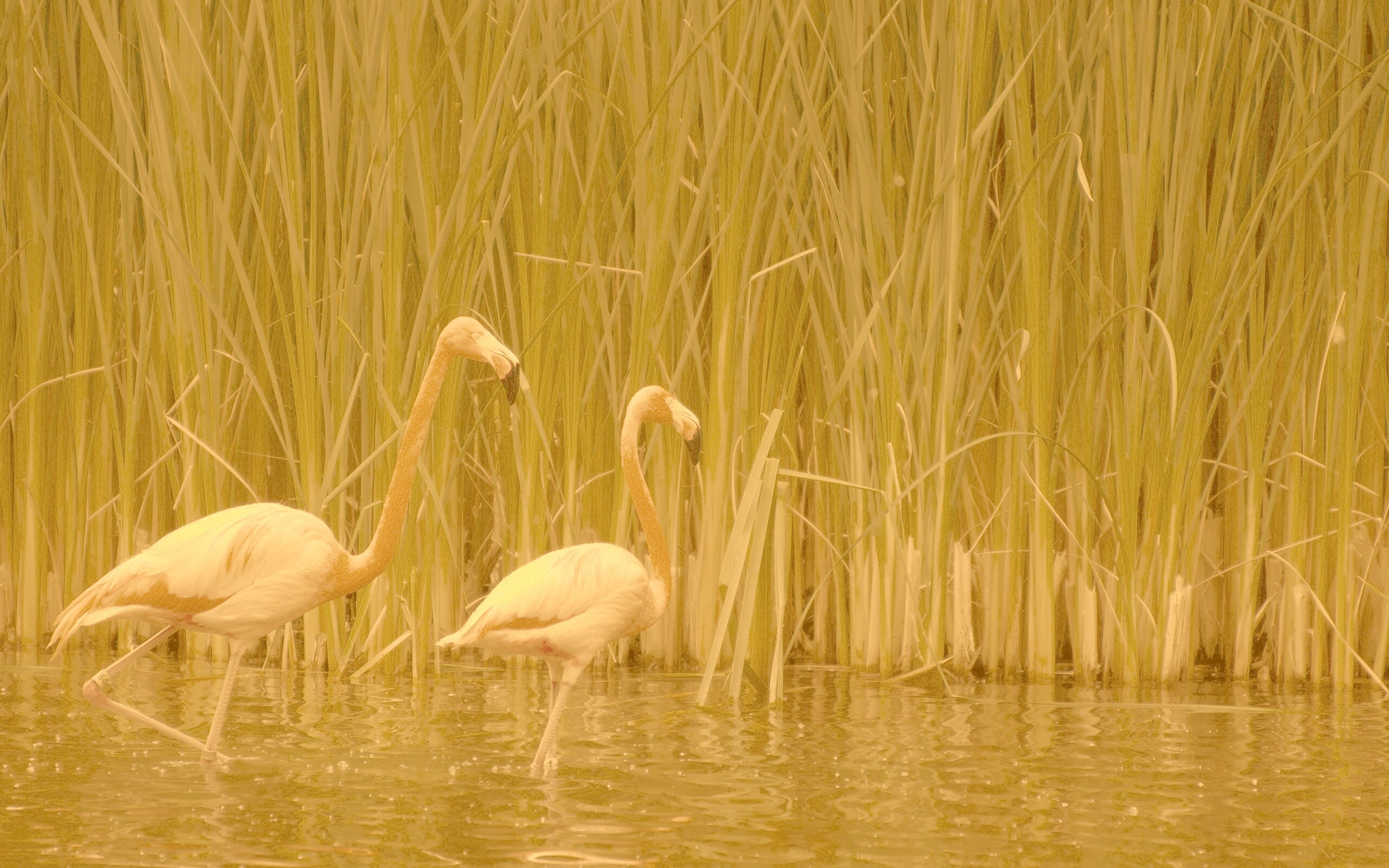 Красивые розовые фламинго на озере обои