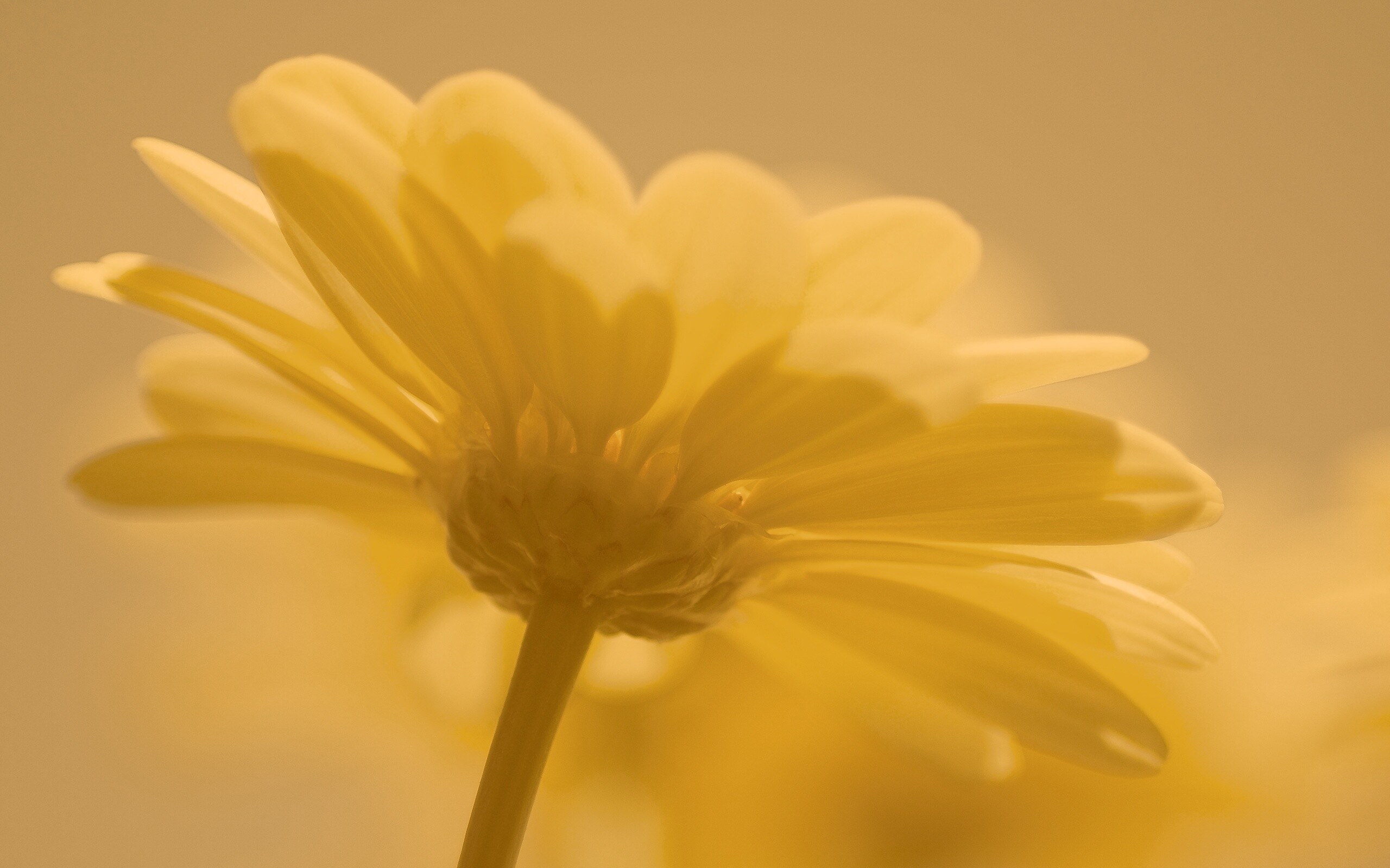 Макро-фото желтого цветка обои