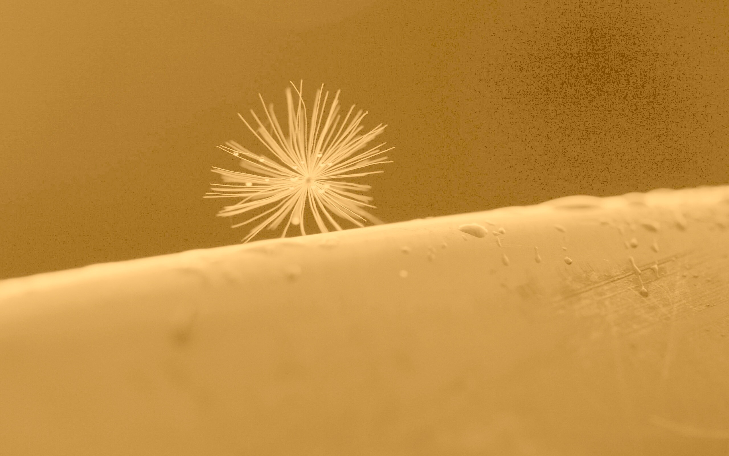 Прилипшая пушинка обои