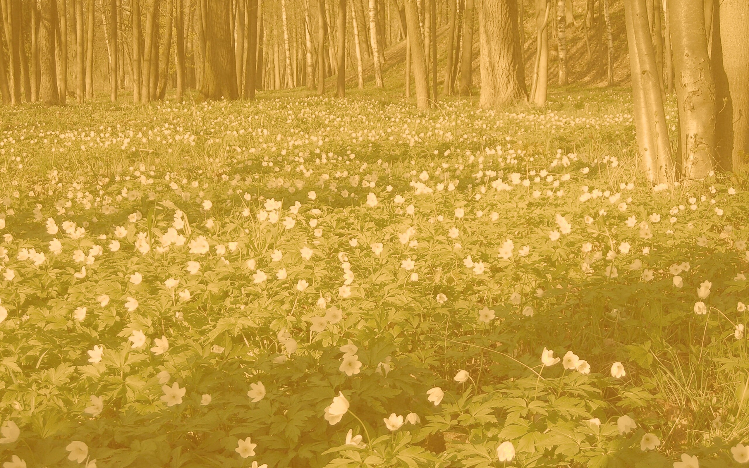 Поляна весенних цветов обои