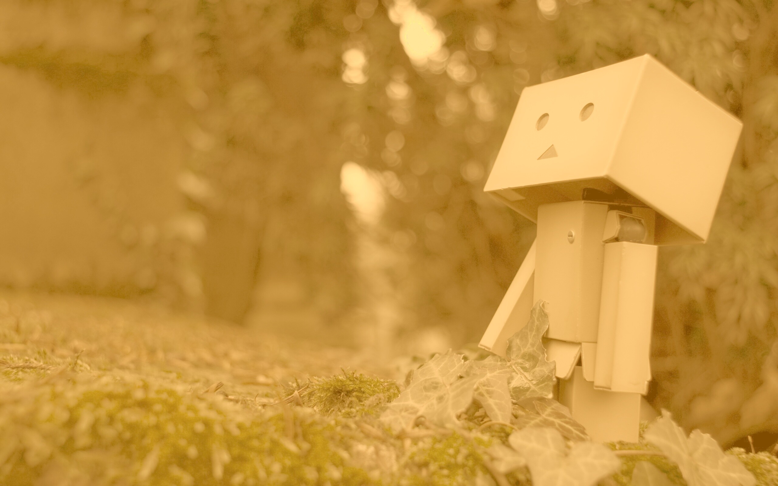 Danbo смотрит вверх обои