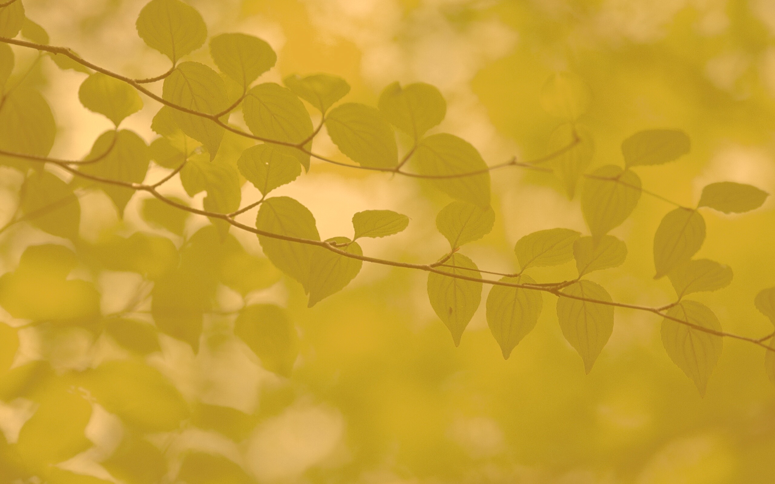 Ветка яркой зелени обои