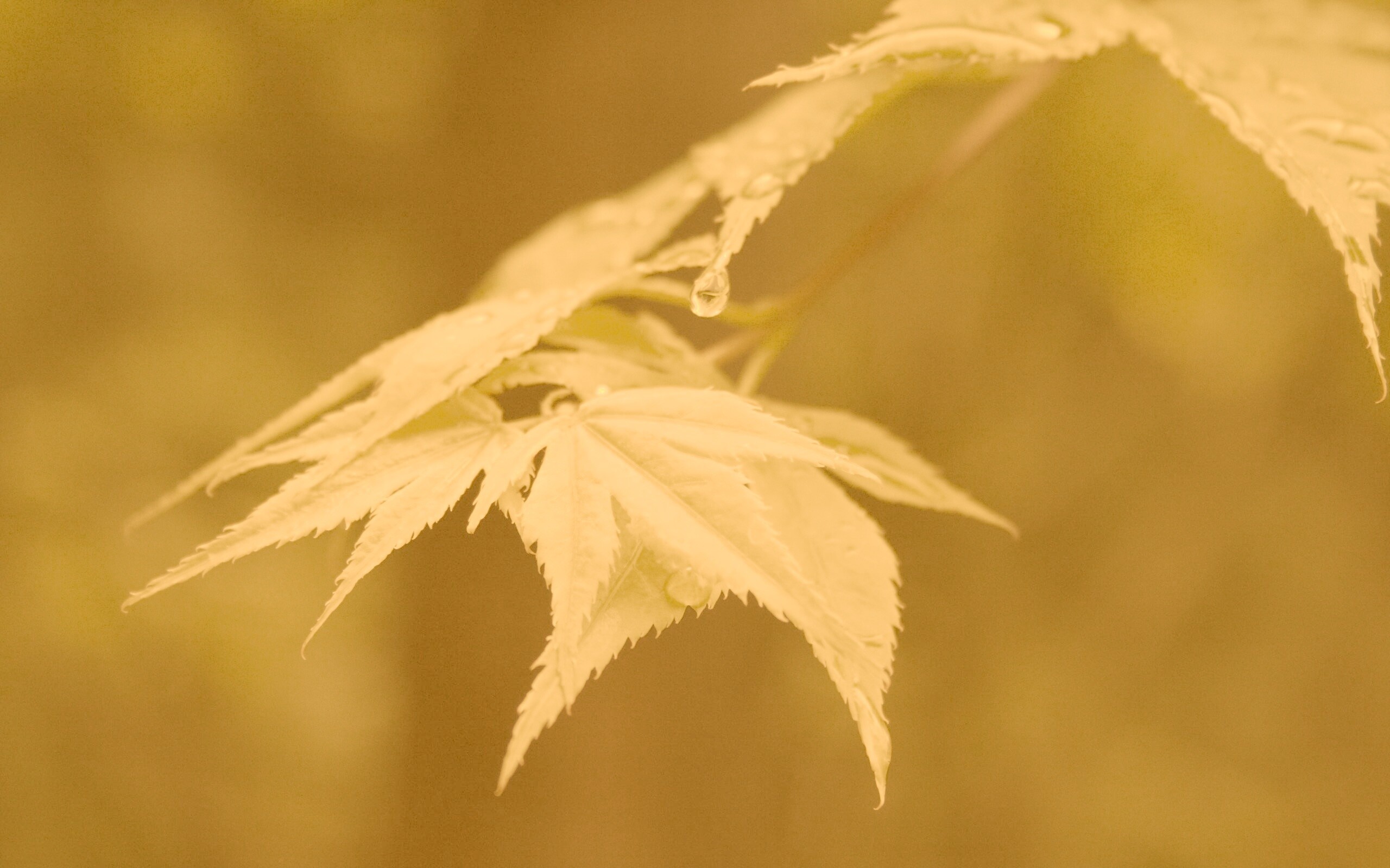 Капля на листе обои