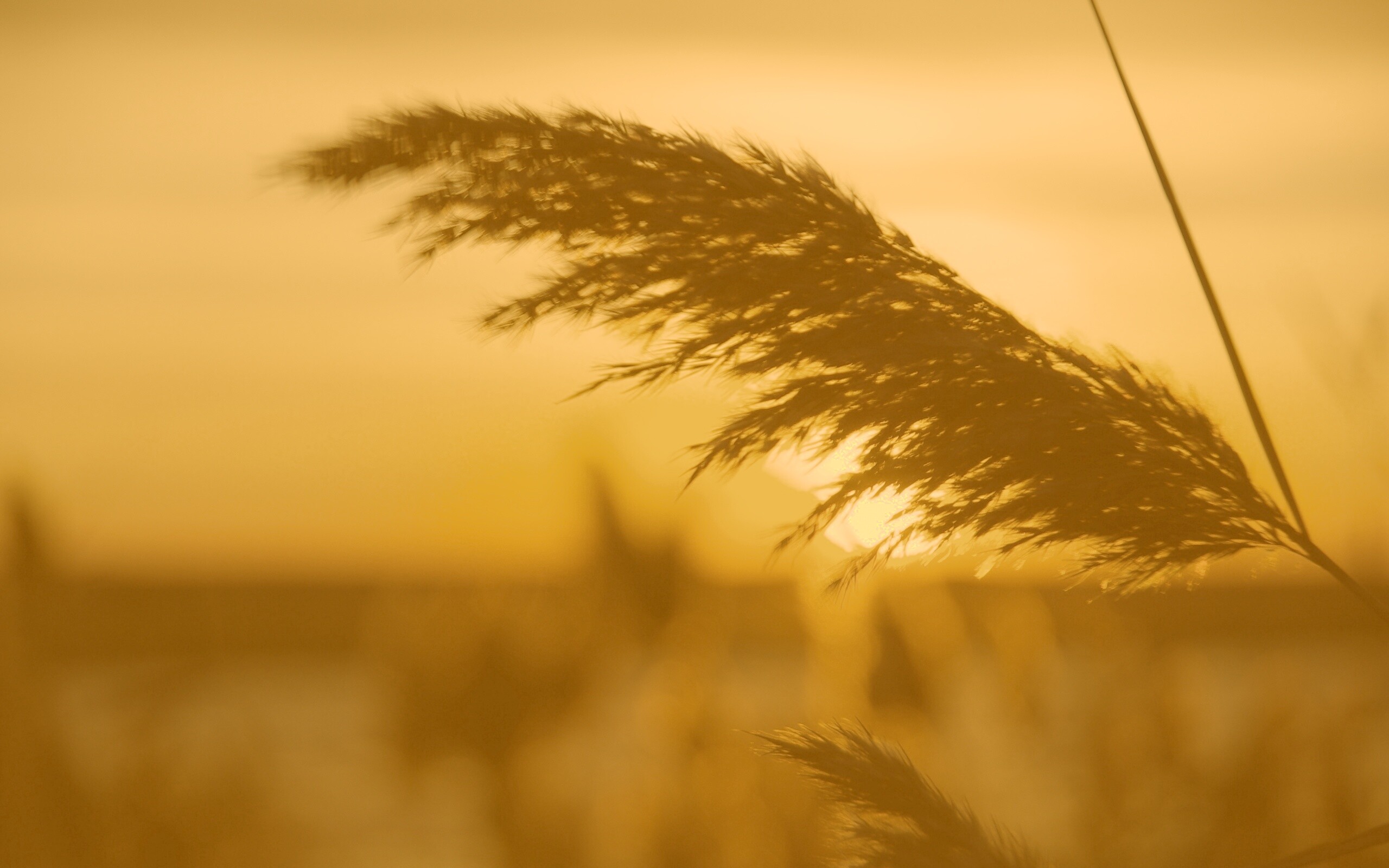 Камыш на закате обои