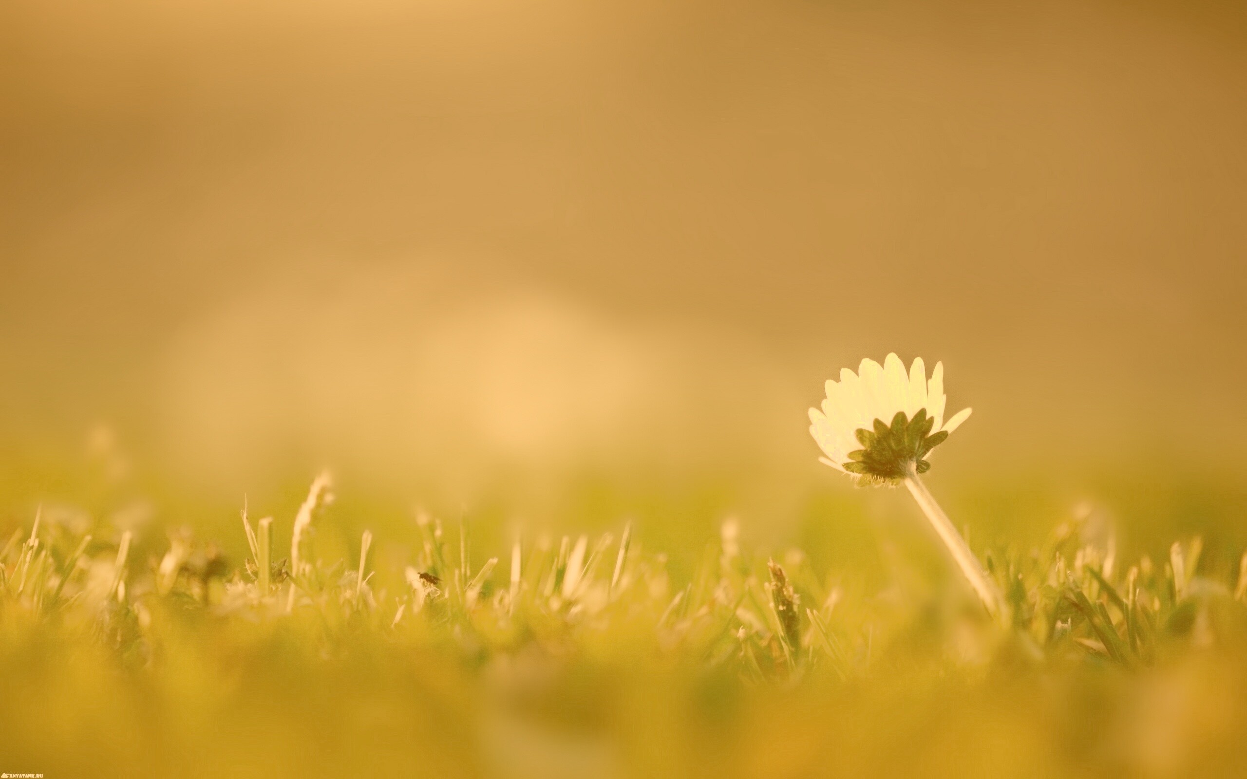 Цветок на траве обои