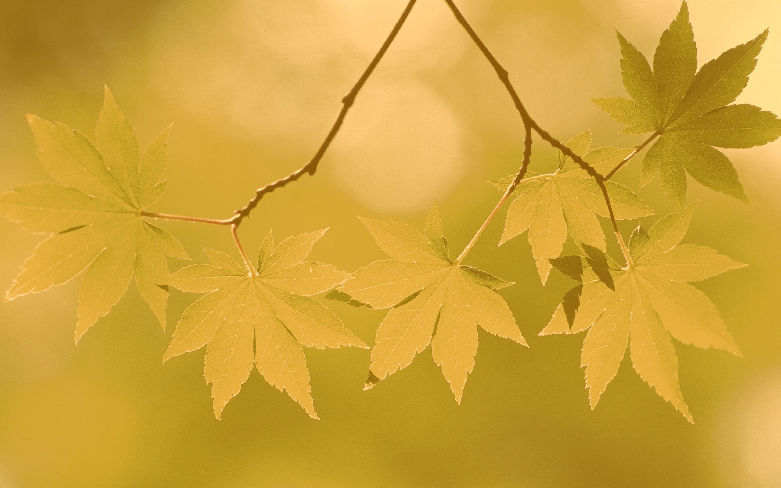 Зелёные листья обои