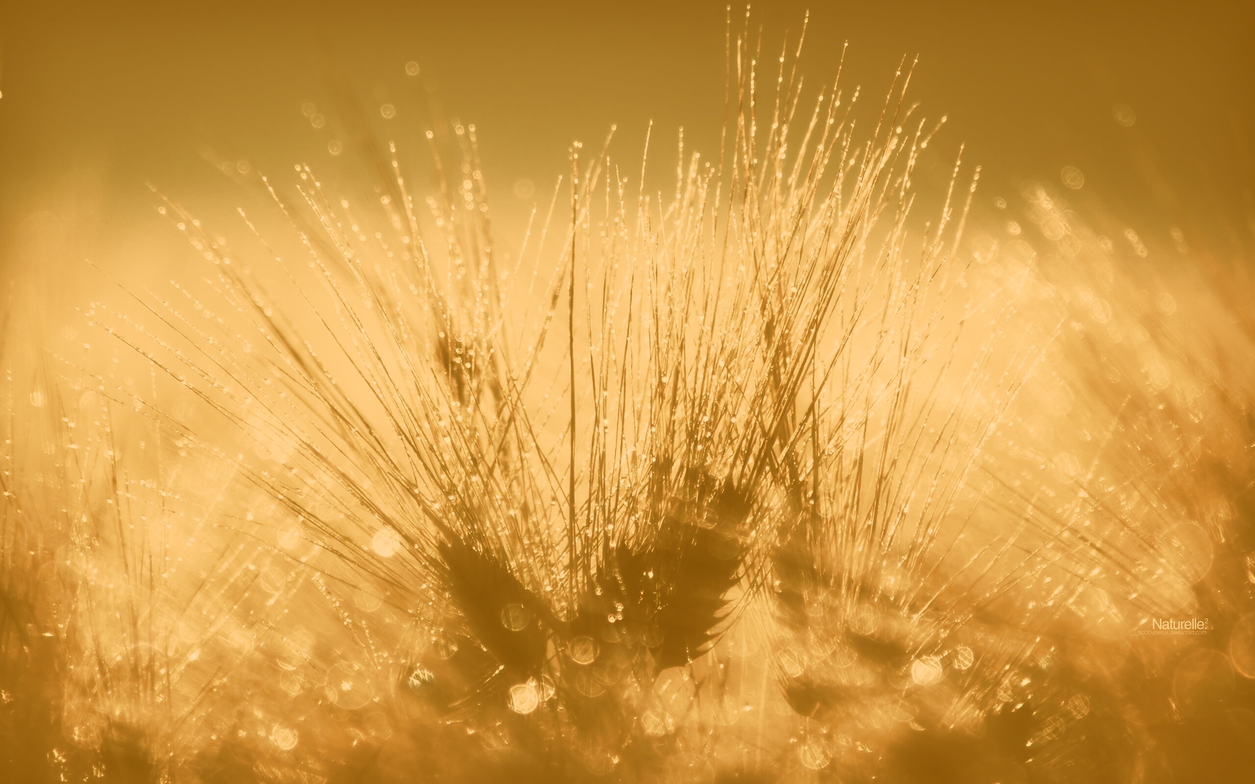 Трава на солнце обои