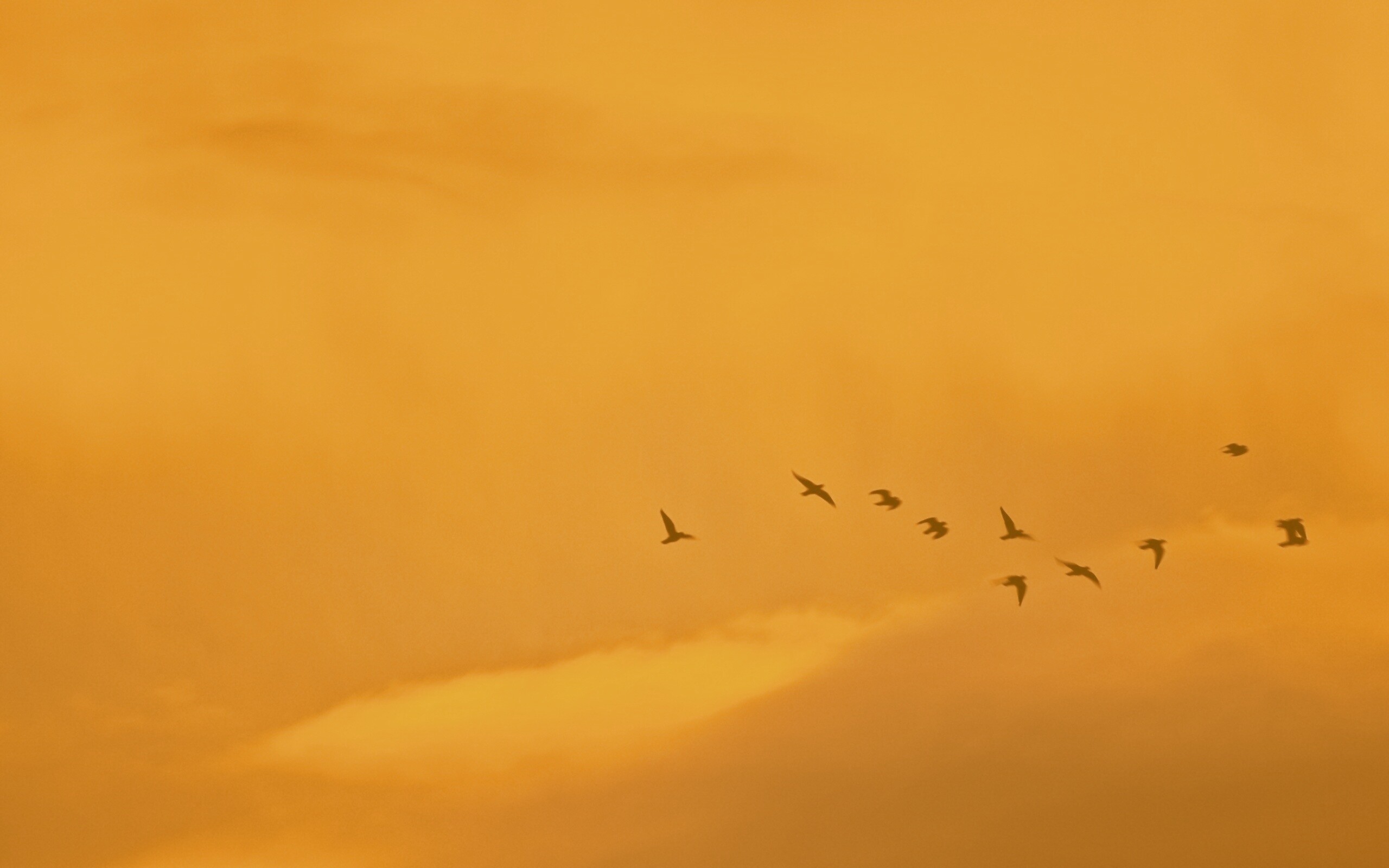 Птицы летят в закатном небе обои