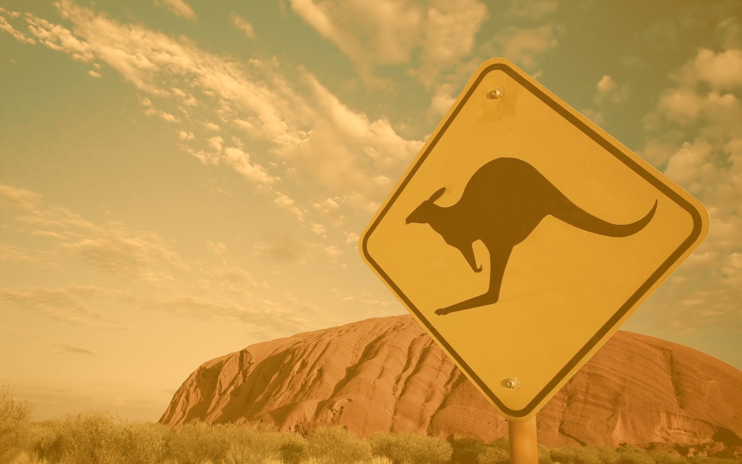 Осторожно, кенгуру! обои