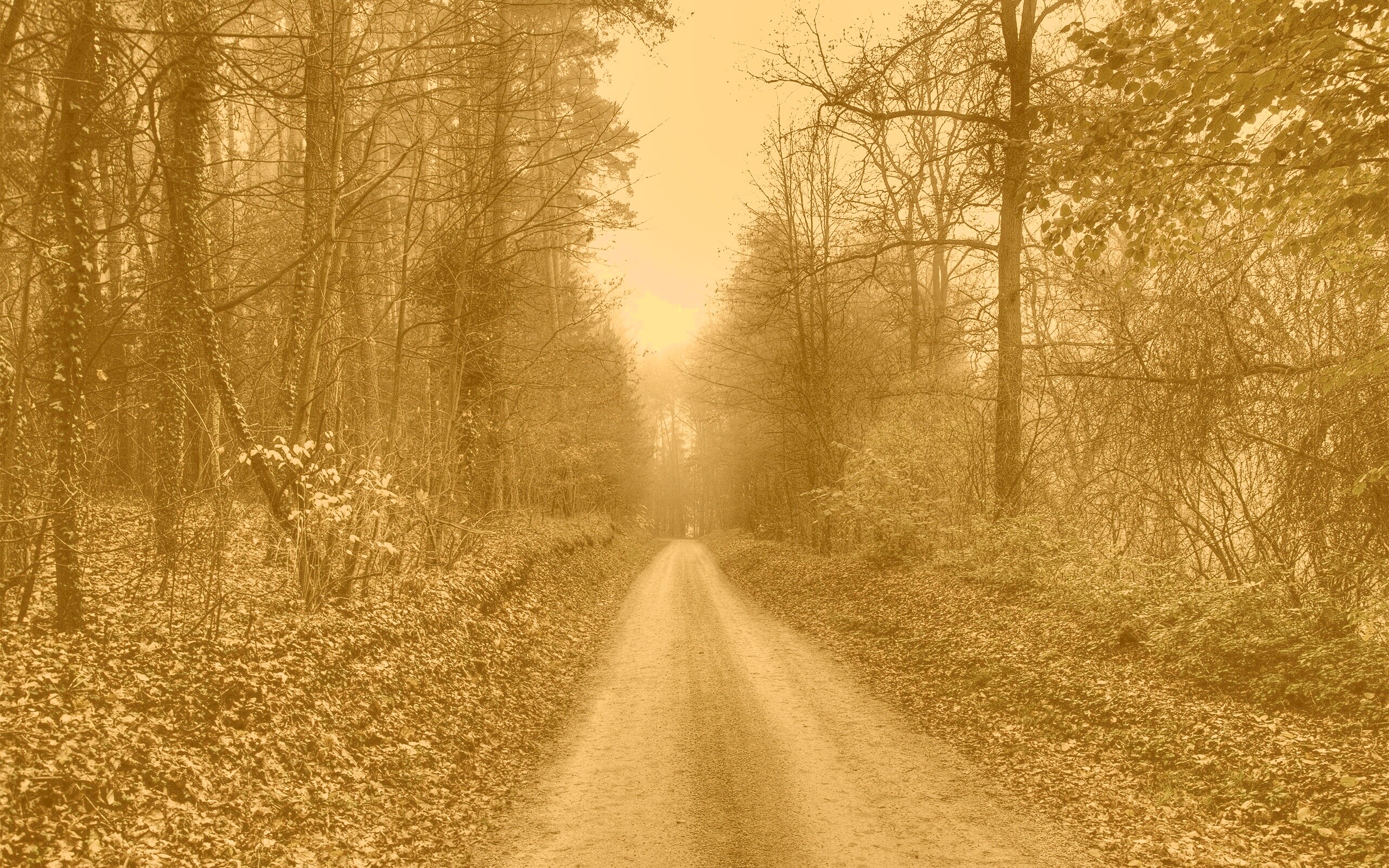 Дорога через лес обои