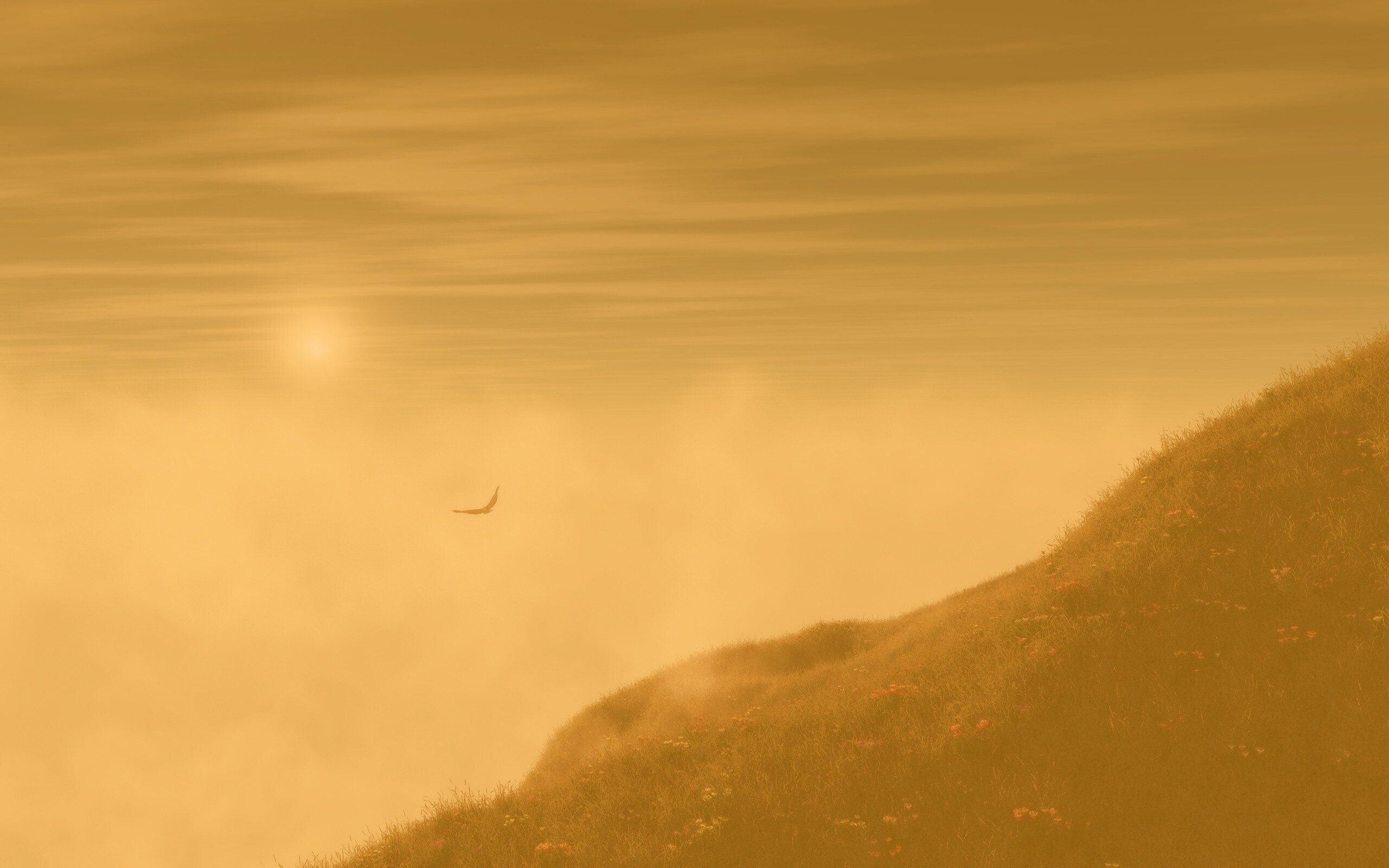 Птица парит над туманом обои