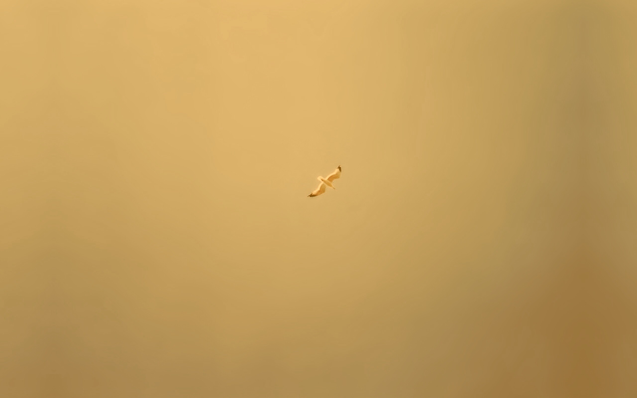 Полет  обои