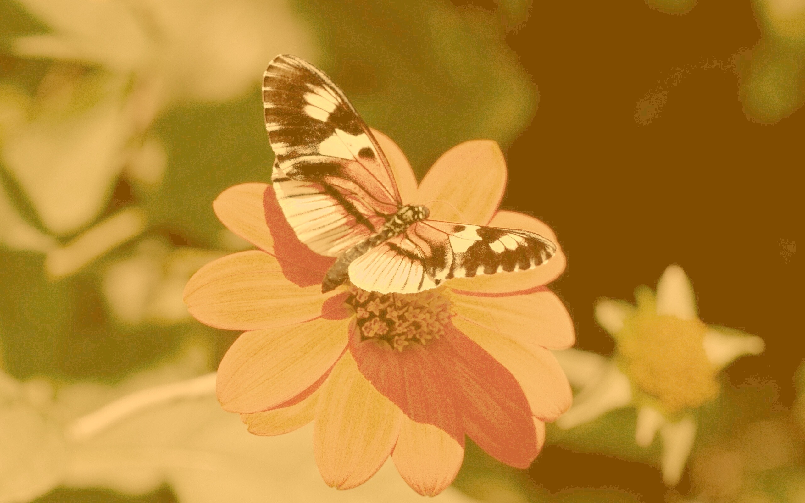 Бабочка на цветке обои