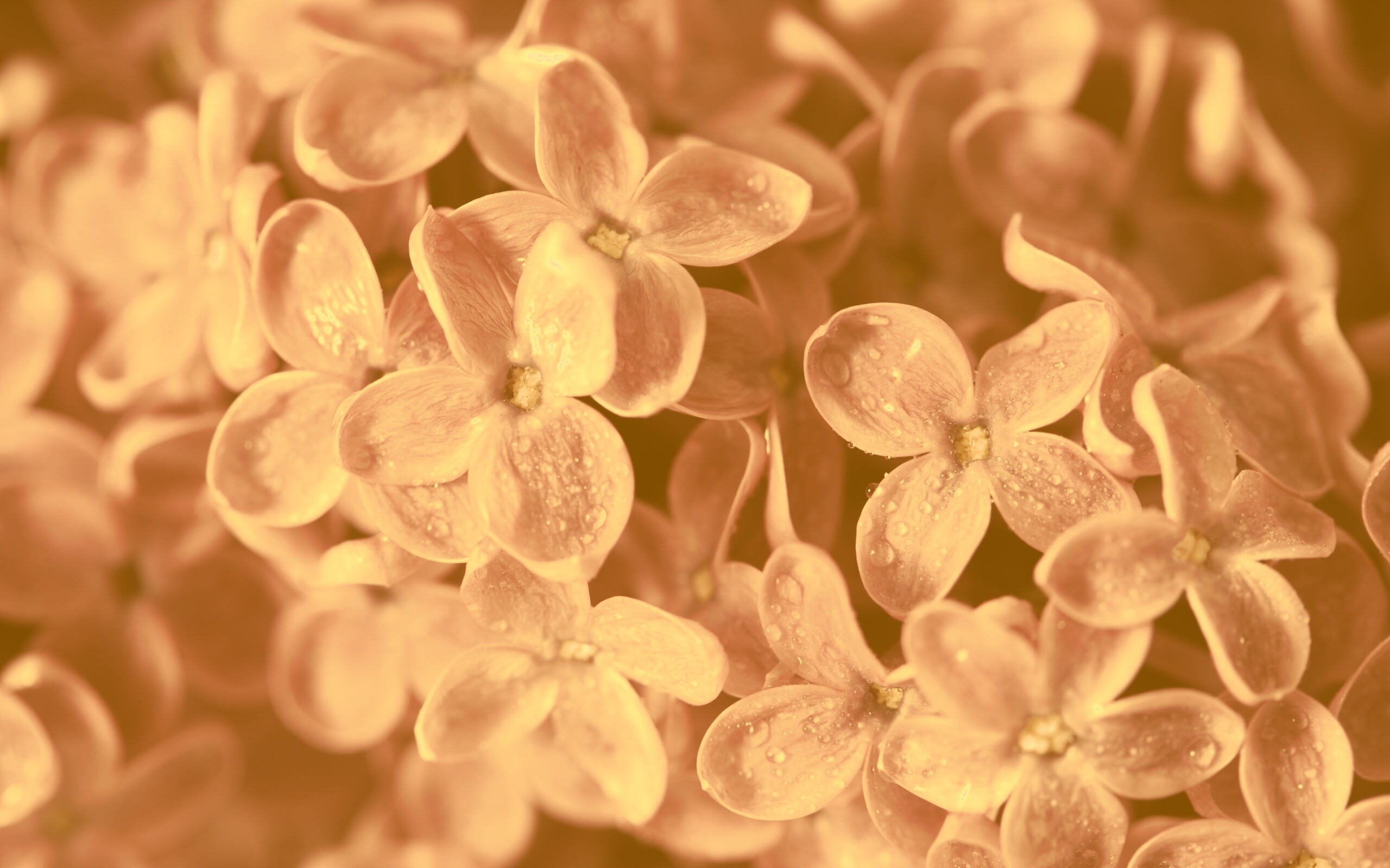 Цветы сирени обои