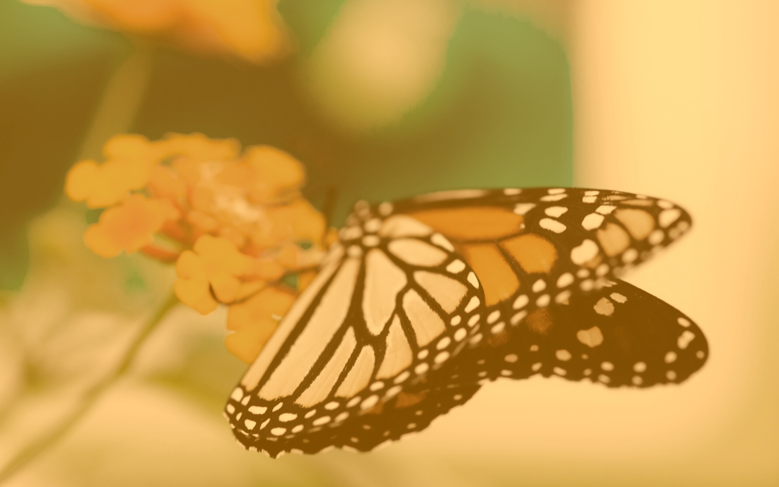 Бабочка на цветке в макро обои