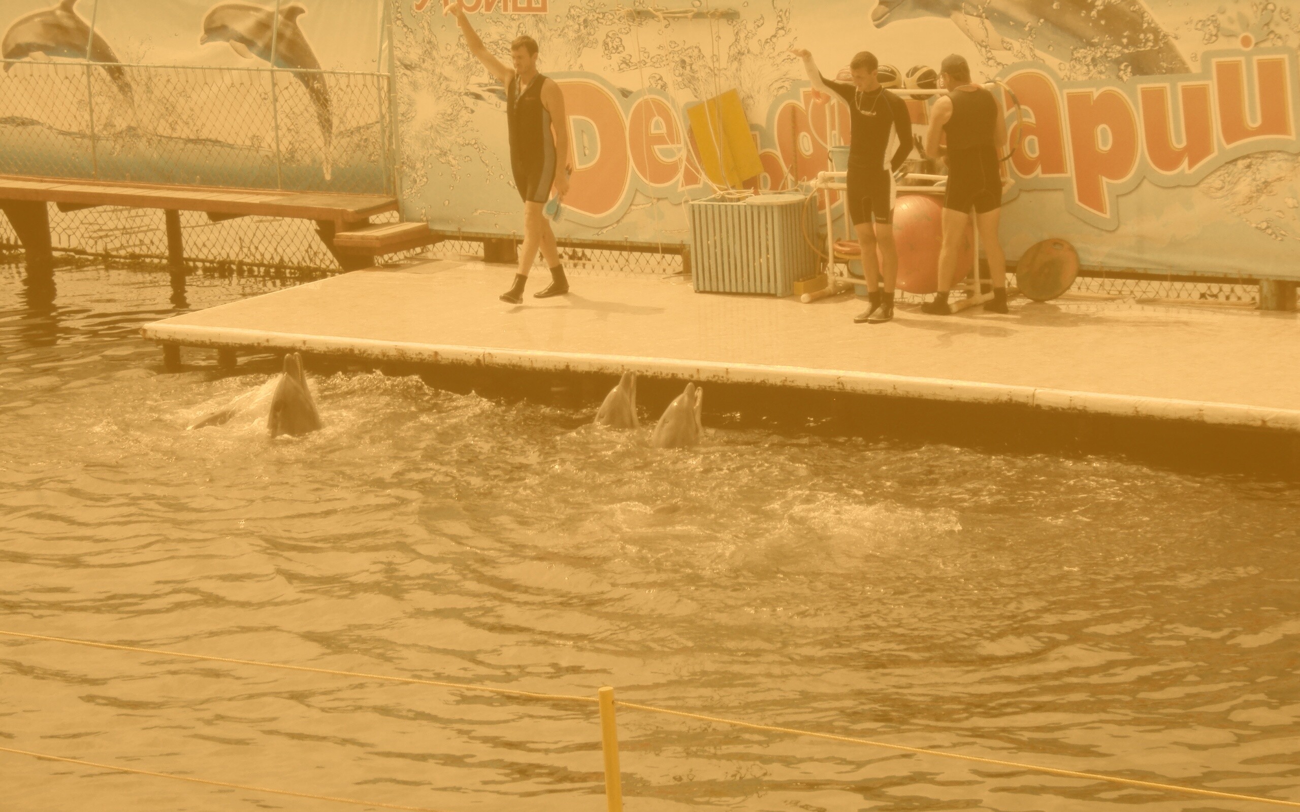 Утро в дельфинарии обои