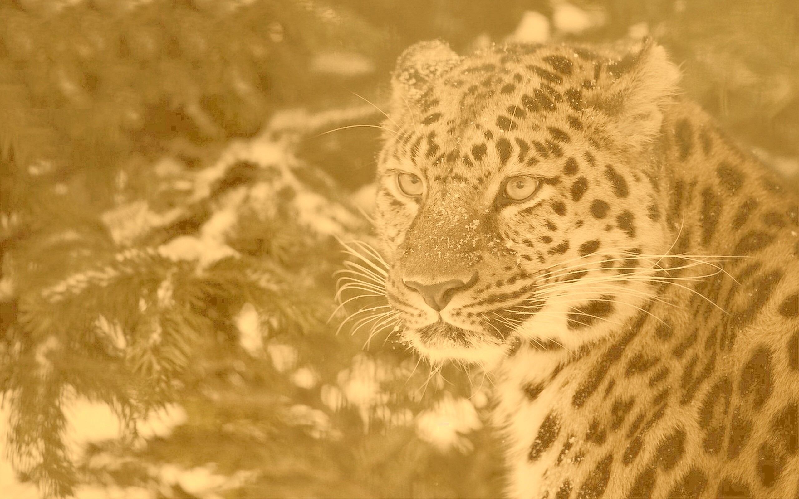 Леопард у заснеженной ели обои