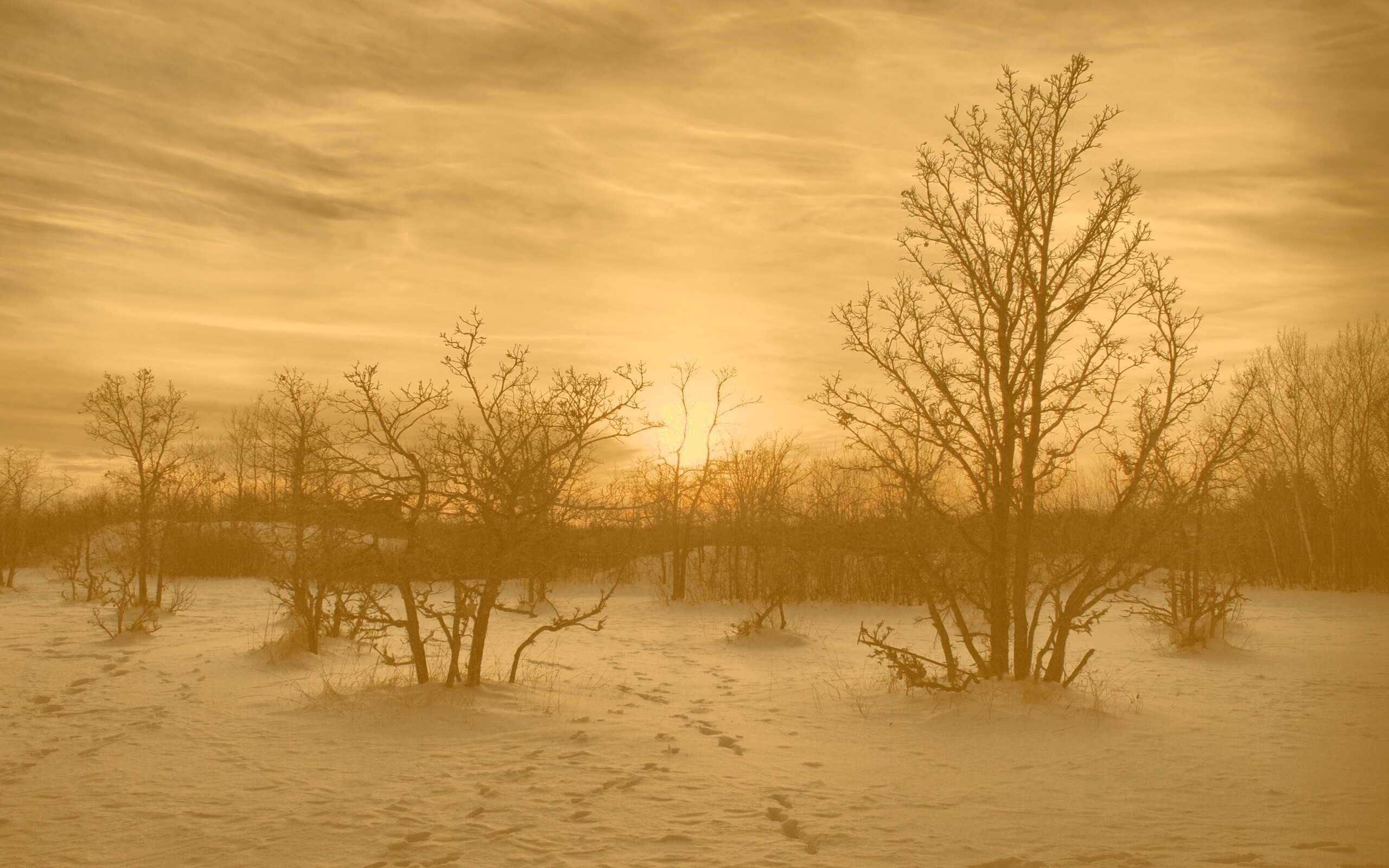 Закат в зимнем лесу обои
