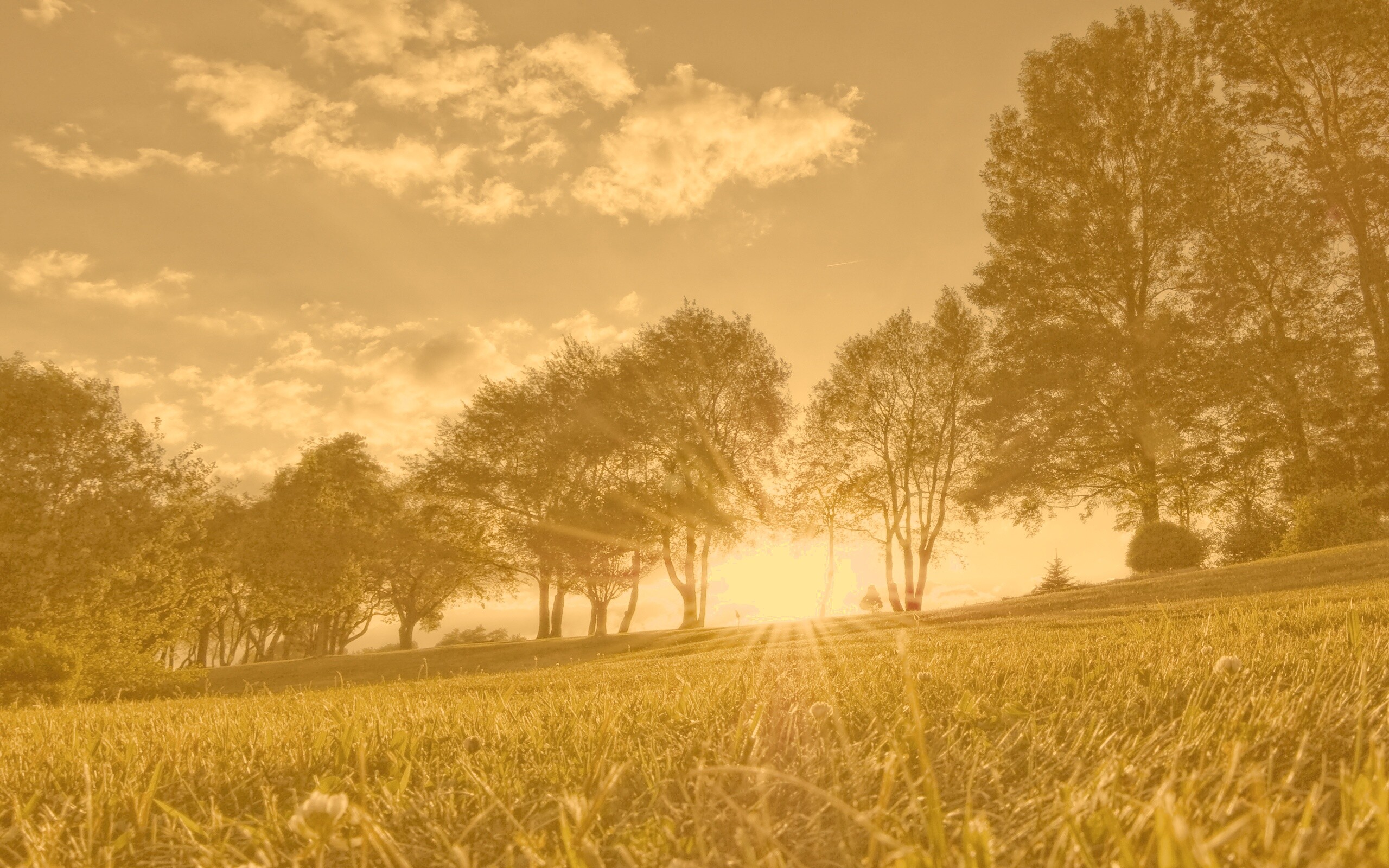Лучи солнца на траве обои