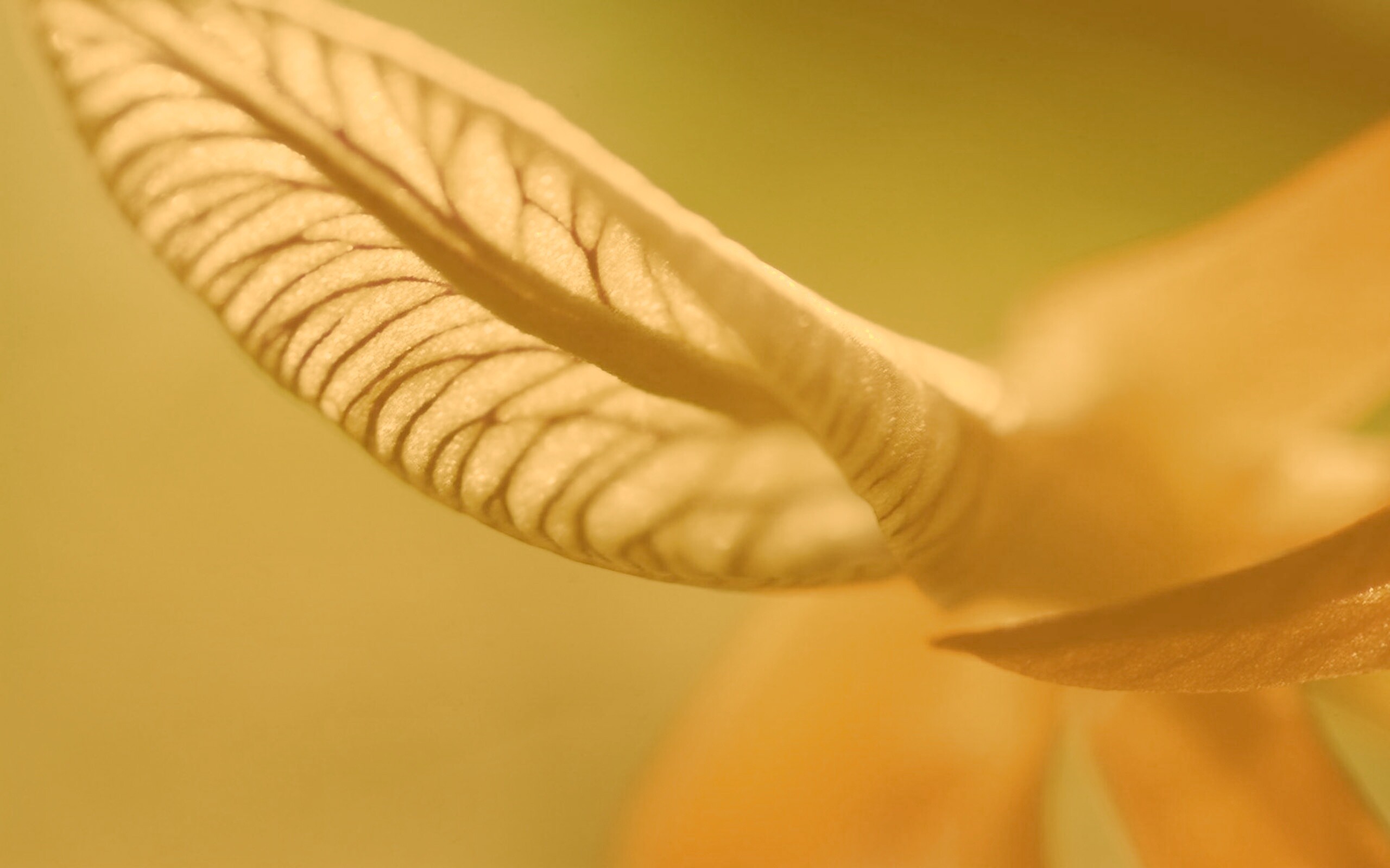 Сетчатый лист обои