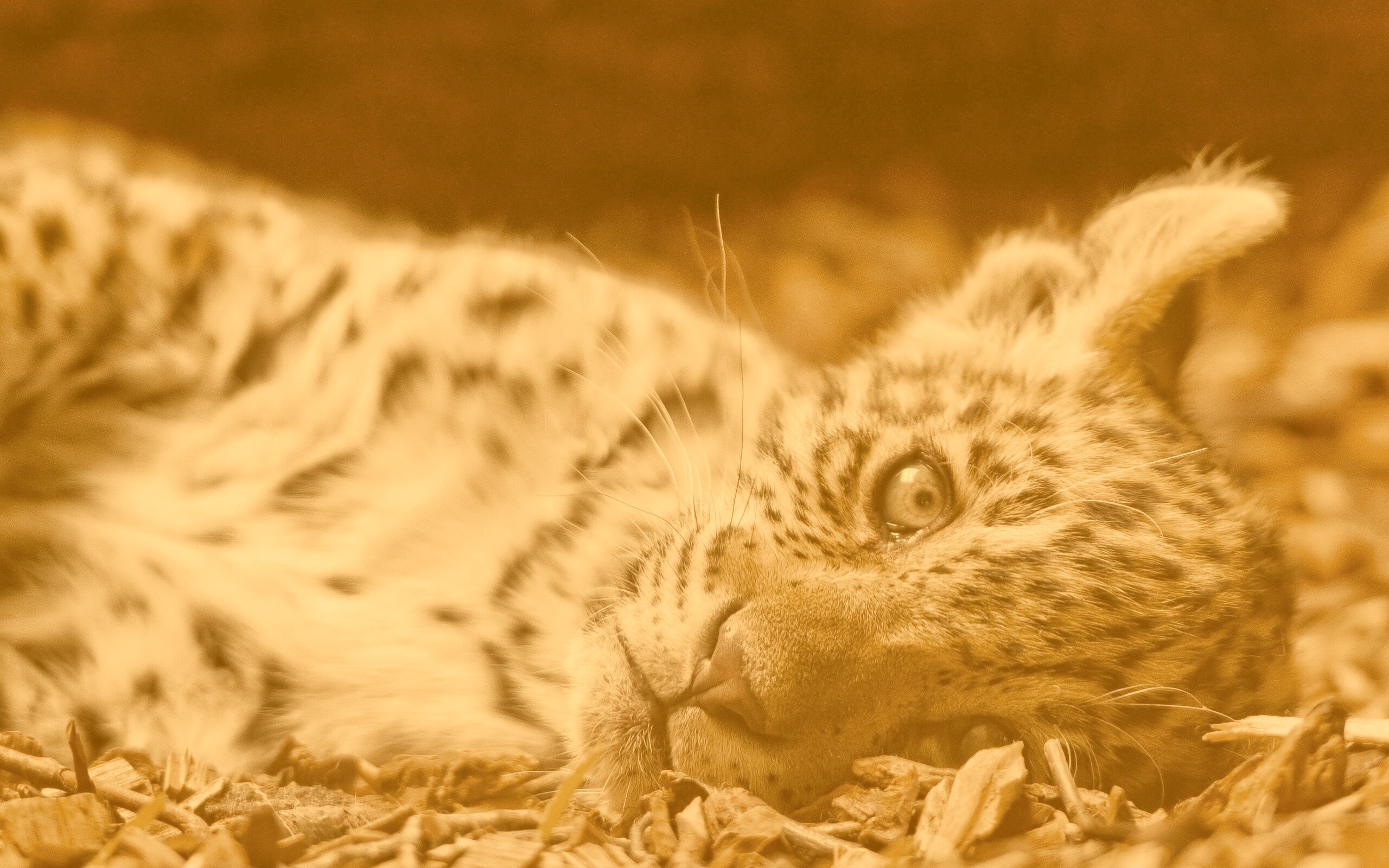 Гепард котенок обои