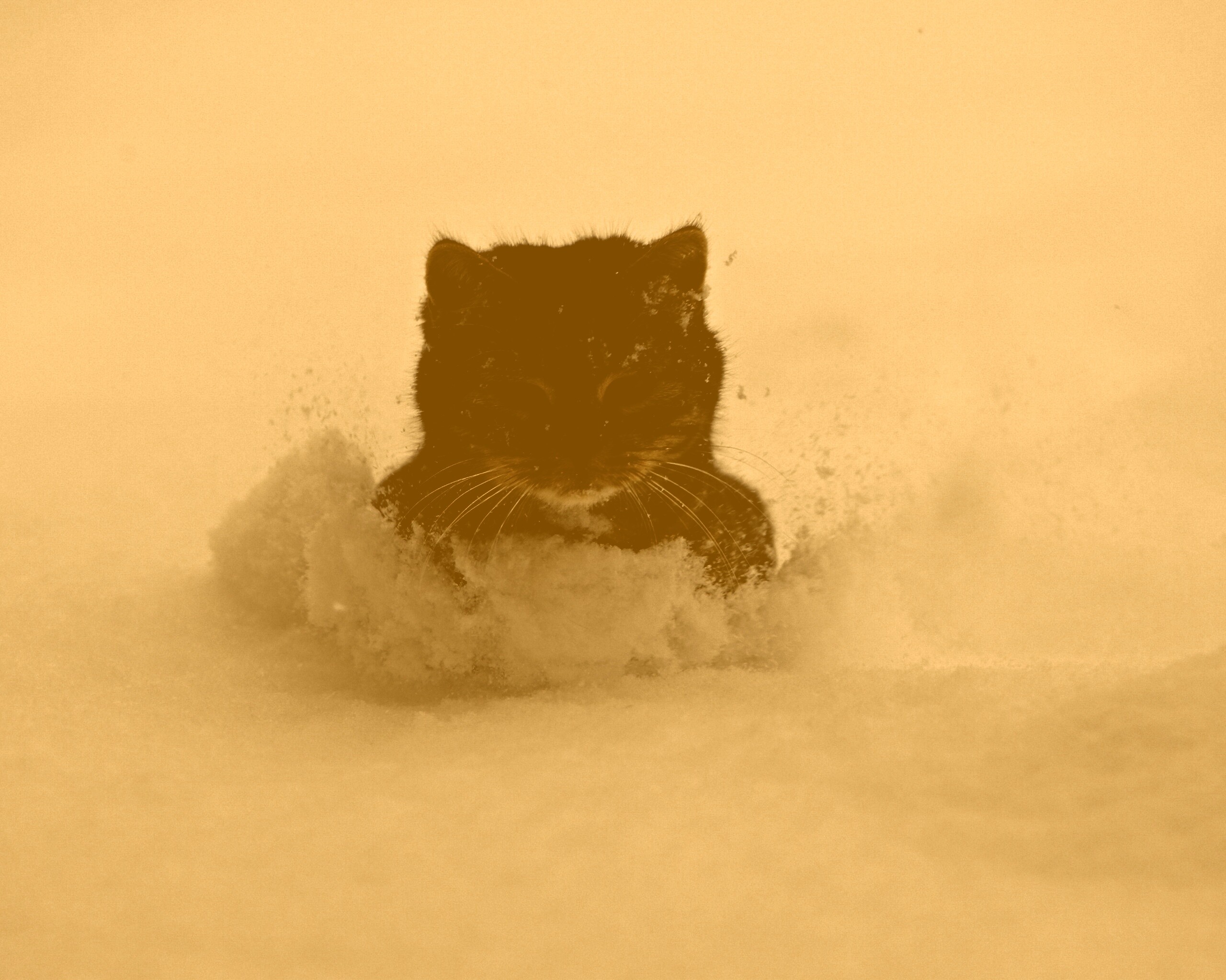 Недовольный кот в сугробе обои