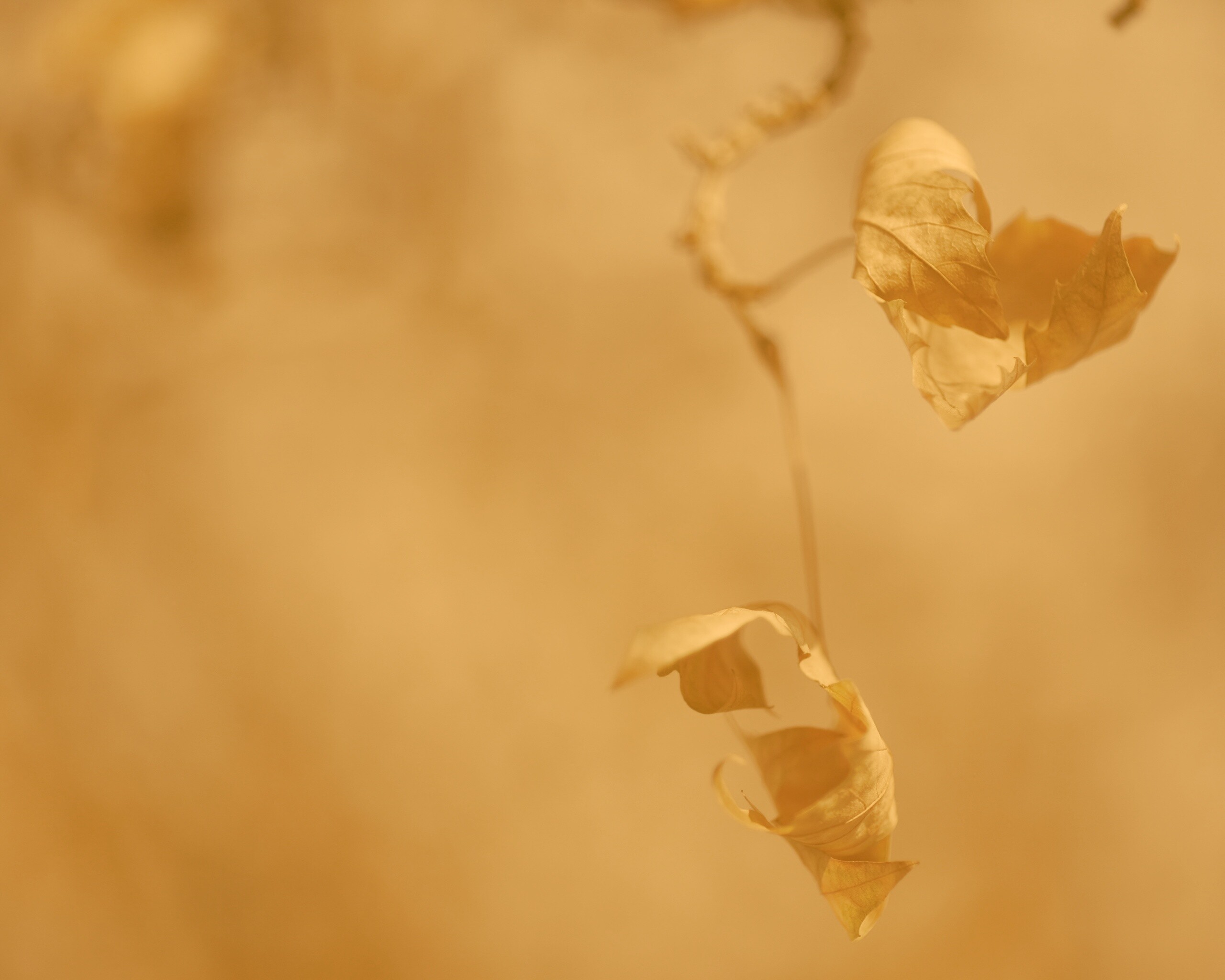 Увядшие листья обои