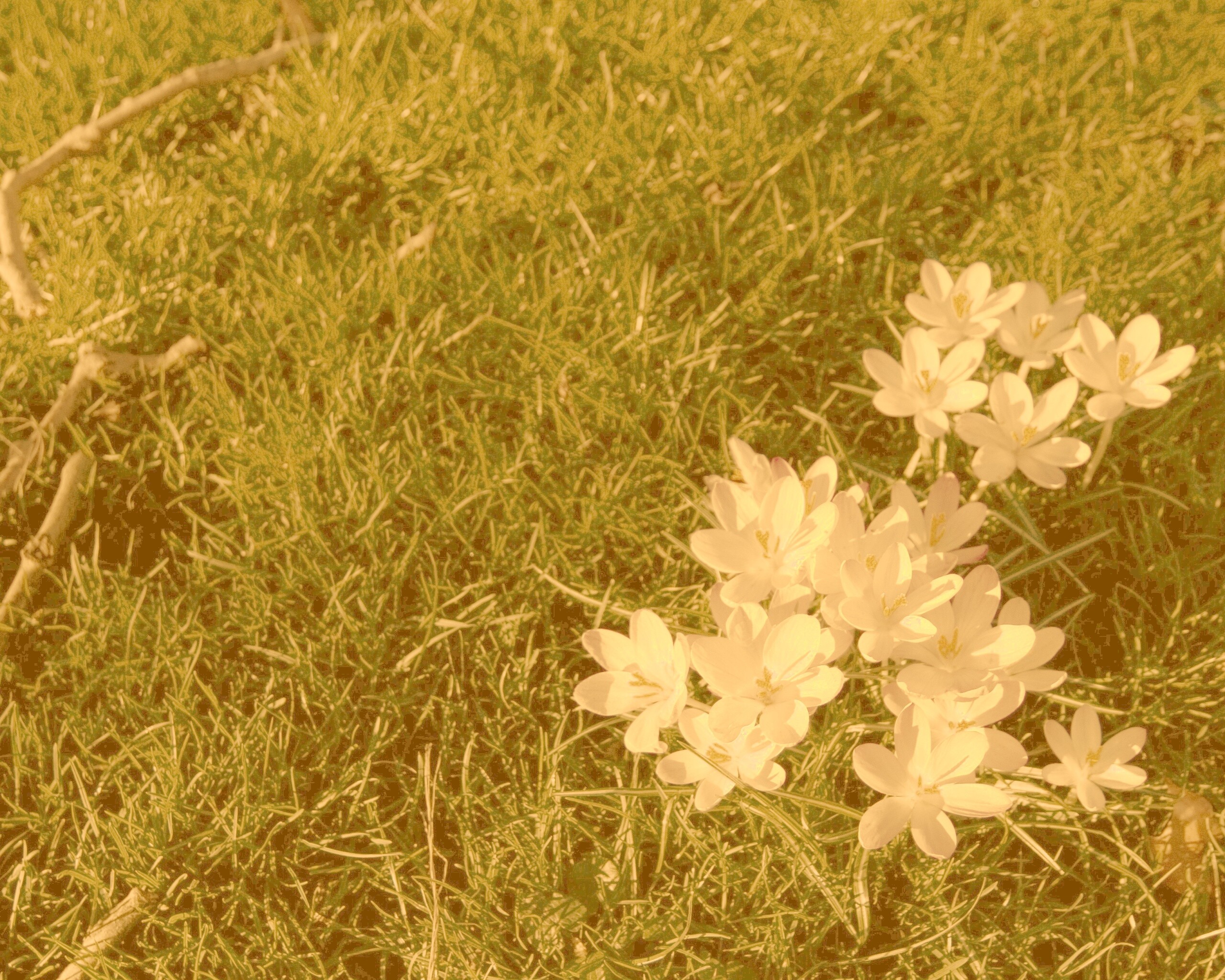 Фиалки на траве обои