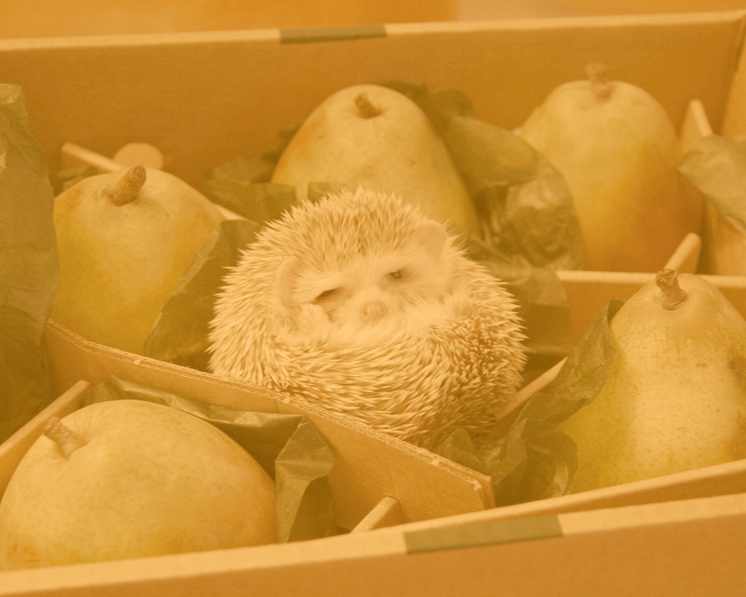 Ёжик в грушах обои