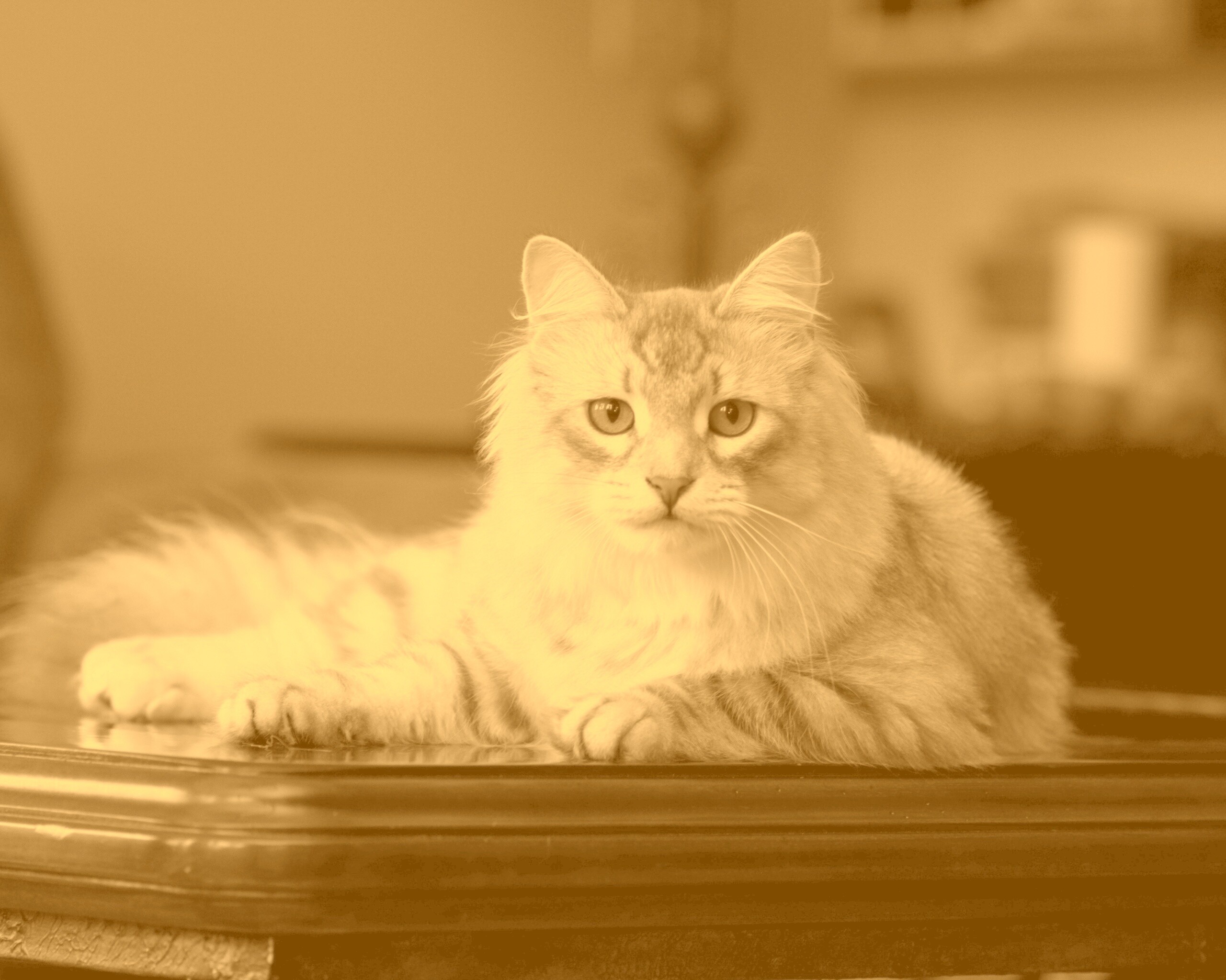 Кот благородных кровей обои