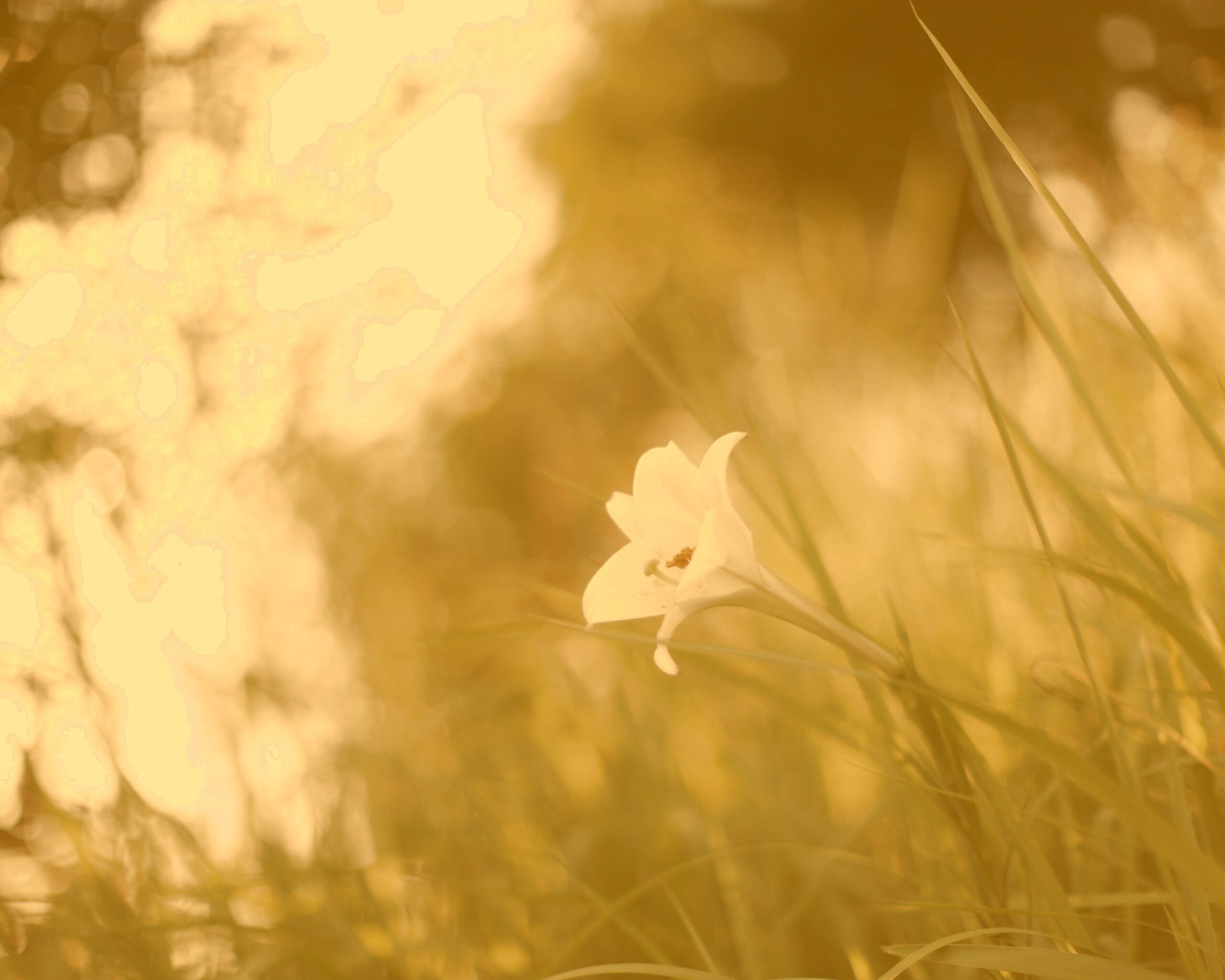 Цветок затерявшийся в траве обои