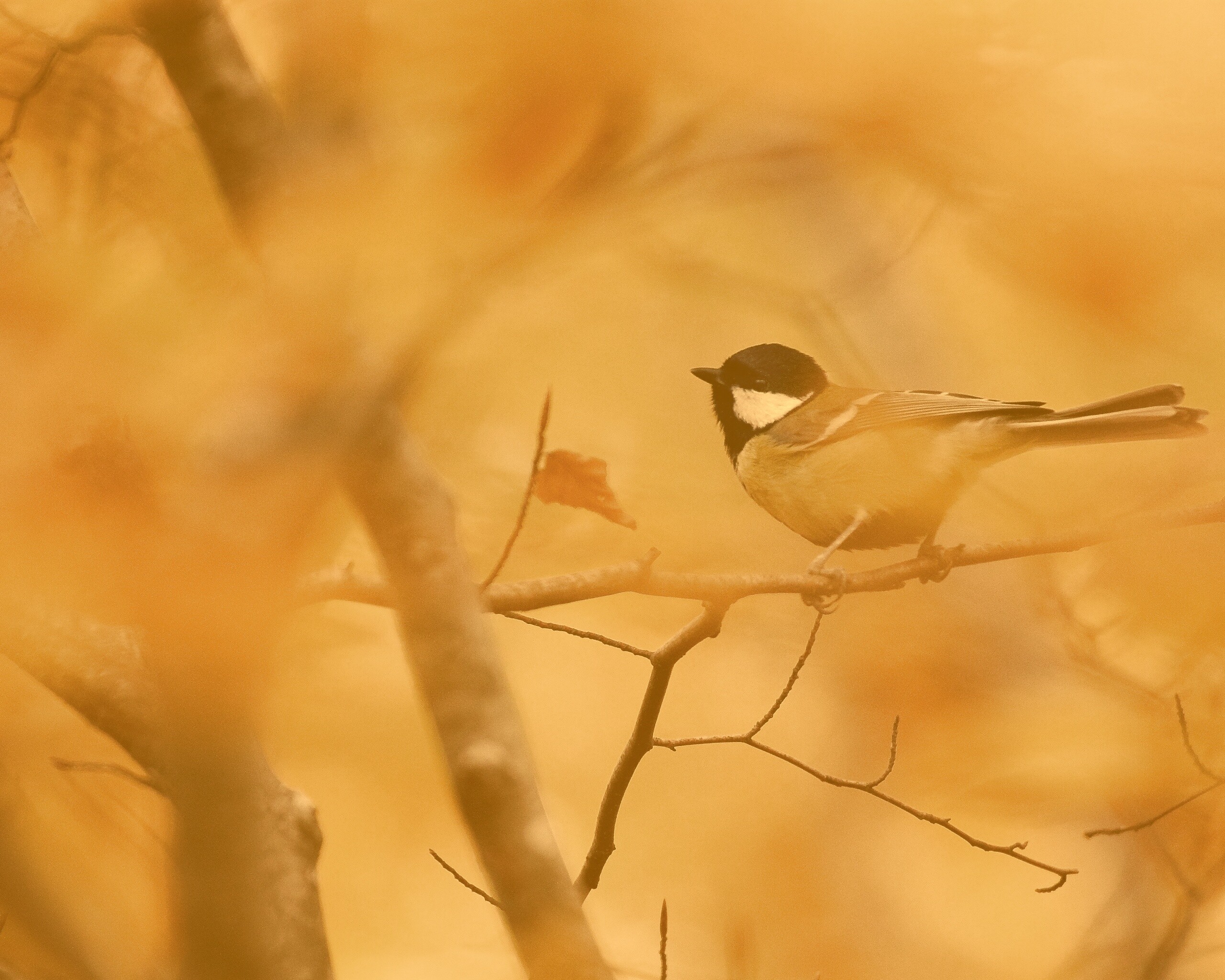 Синичка в желтой листве обои