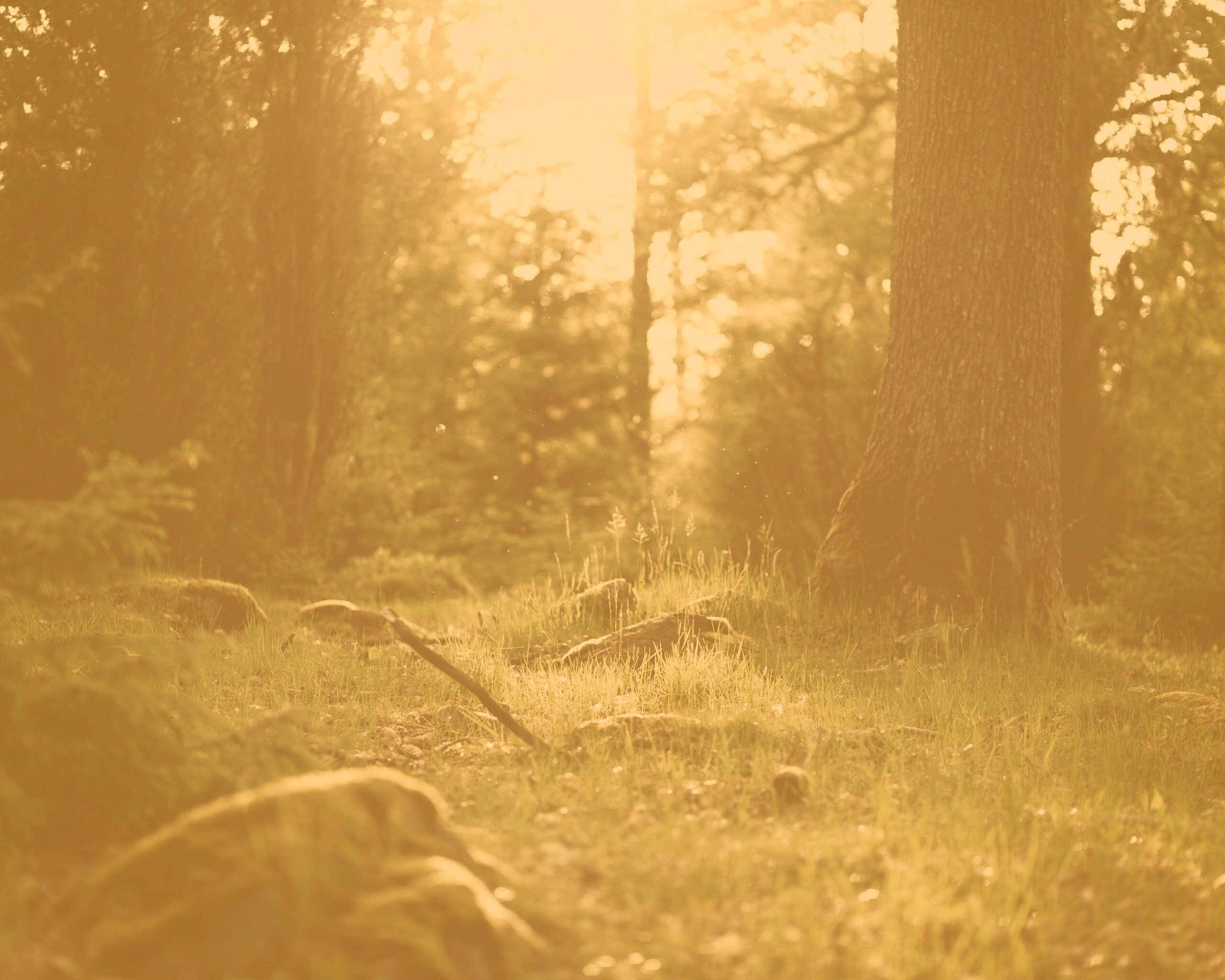 Лето в лесу обои