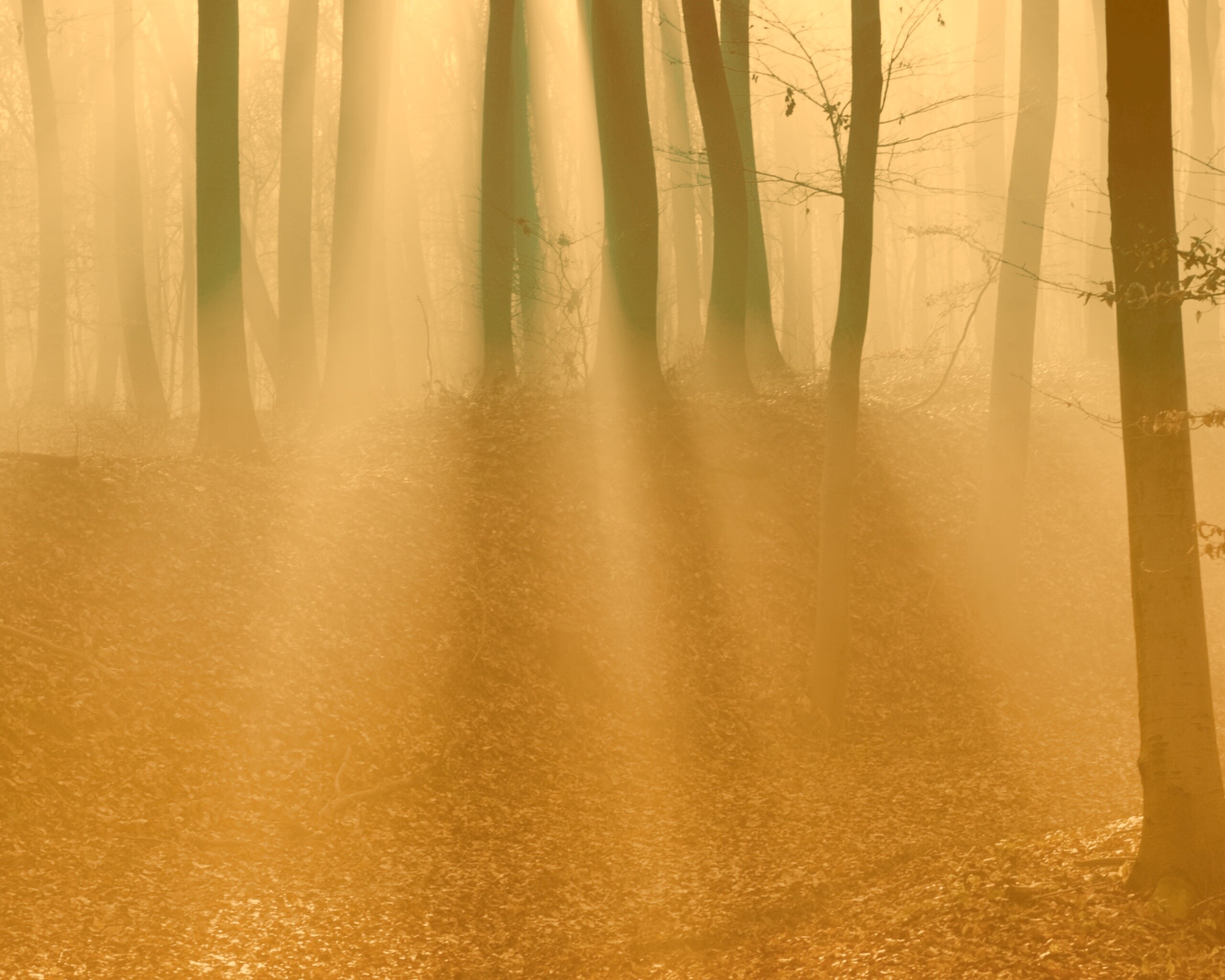 Мистические лес обои