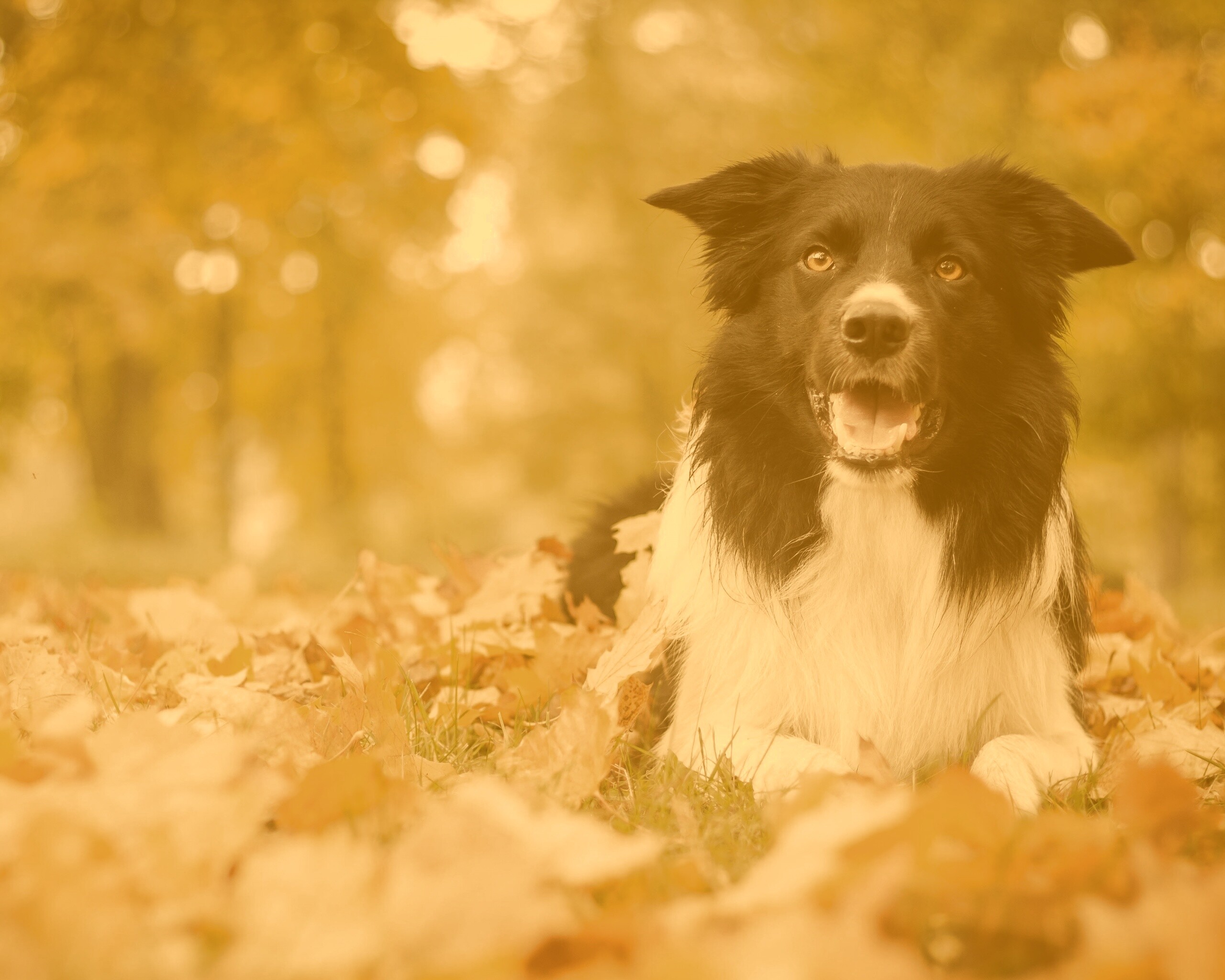 Пес среди листвы обои