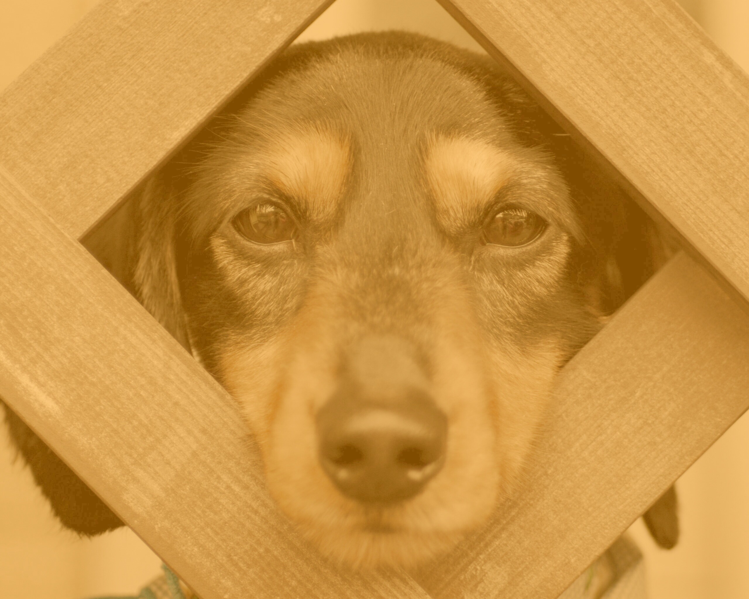 Мордочка в заборе обои