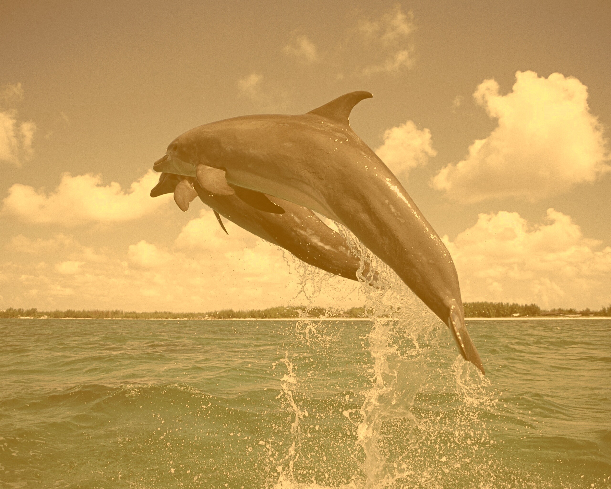 Дельфины обои