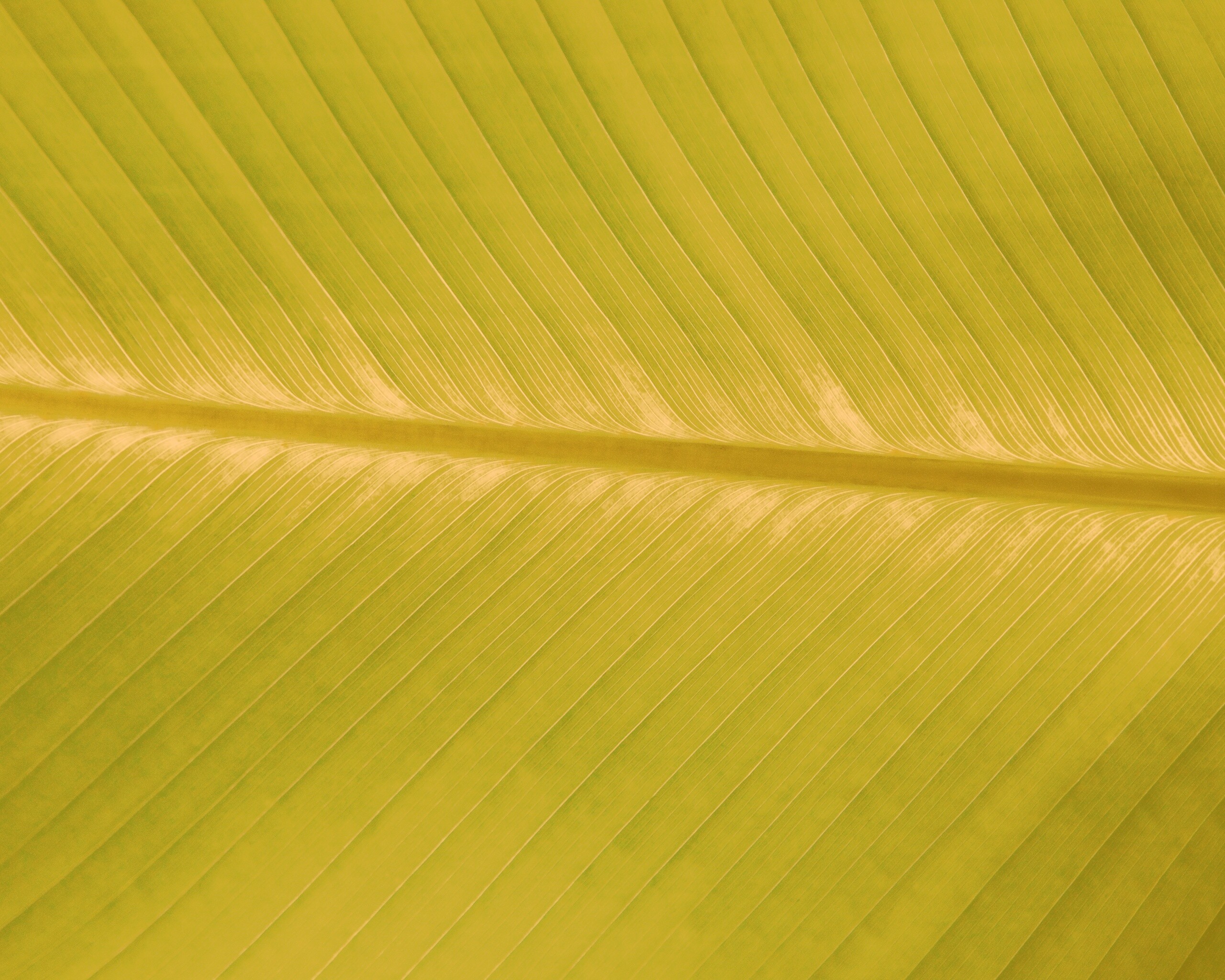 Пальмовый лист на солнце обои